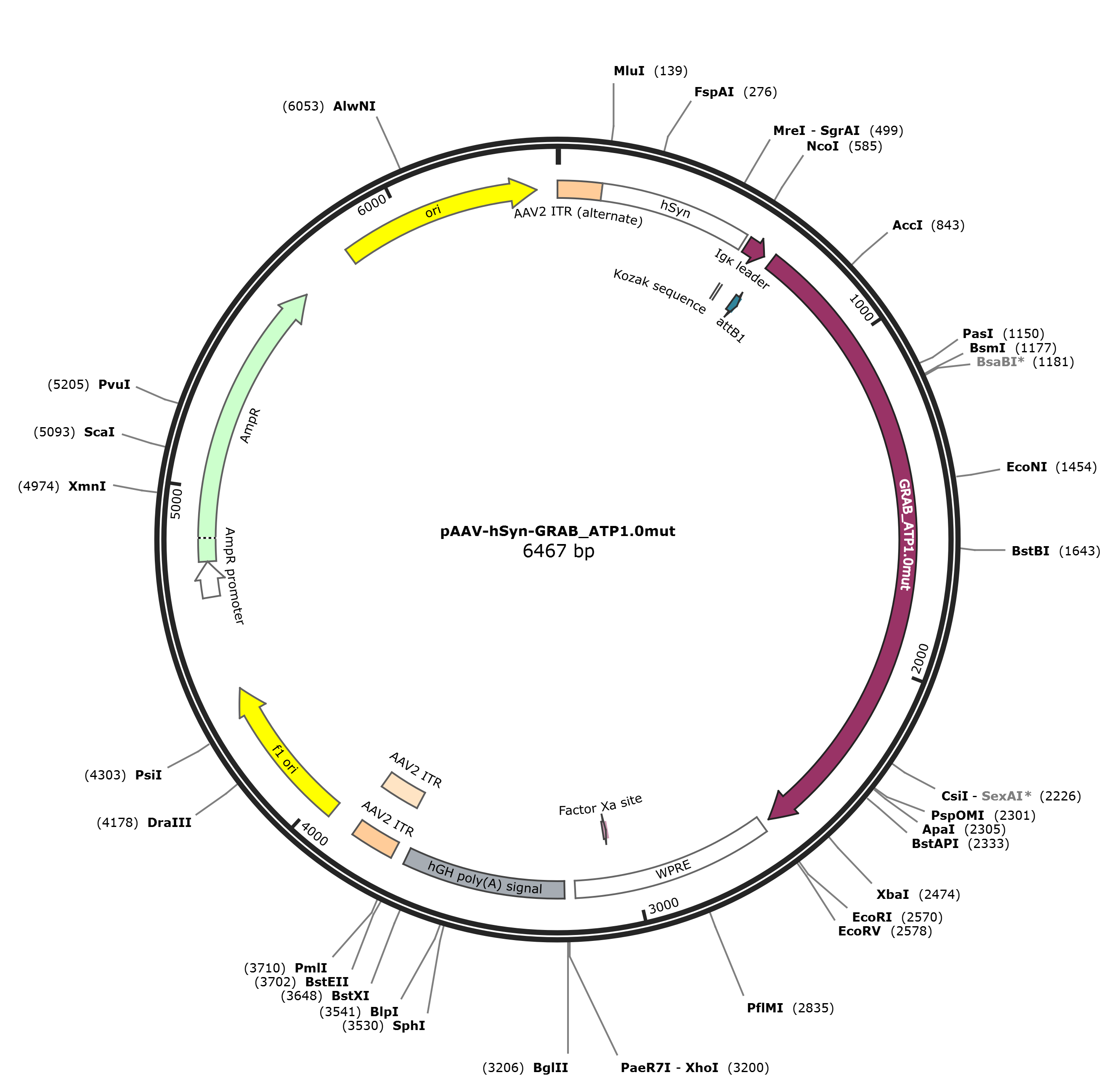 pAAV-hSyn-GRAB_ATP1.0mut载体图谱
