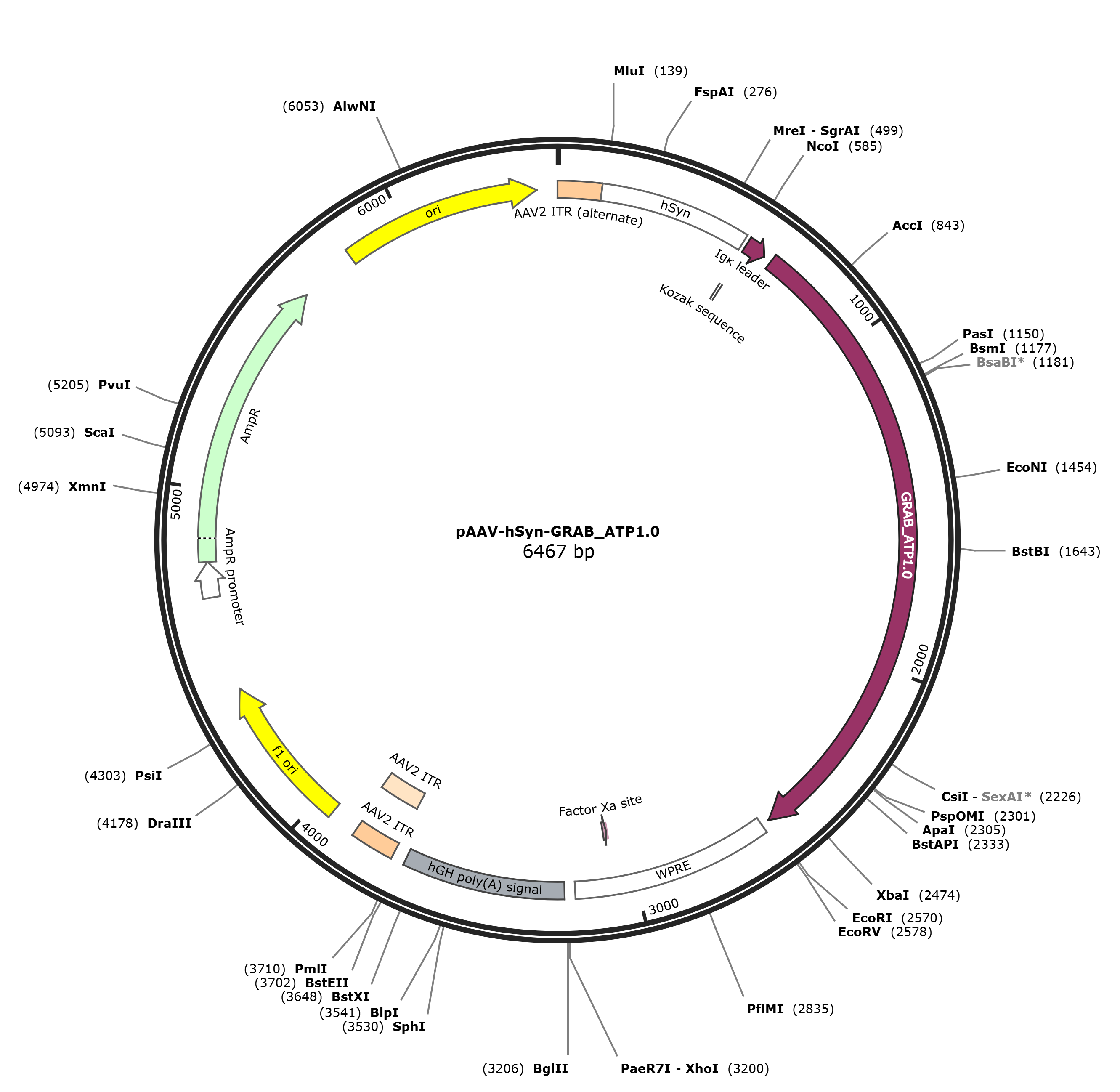 pAAV-hSyn-GRAB_ATP1.0载体图谱