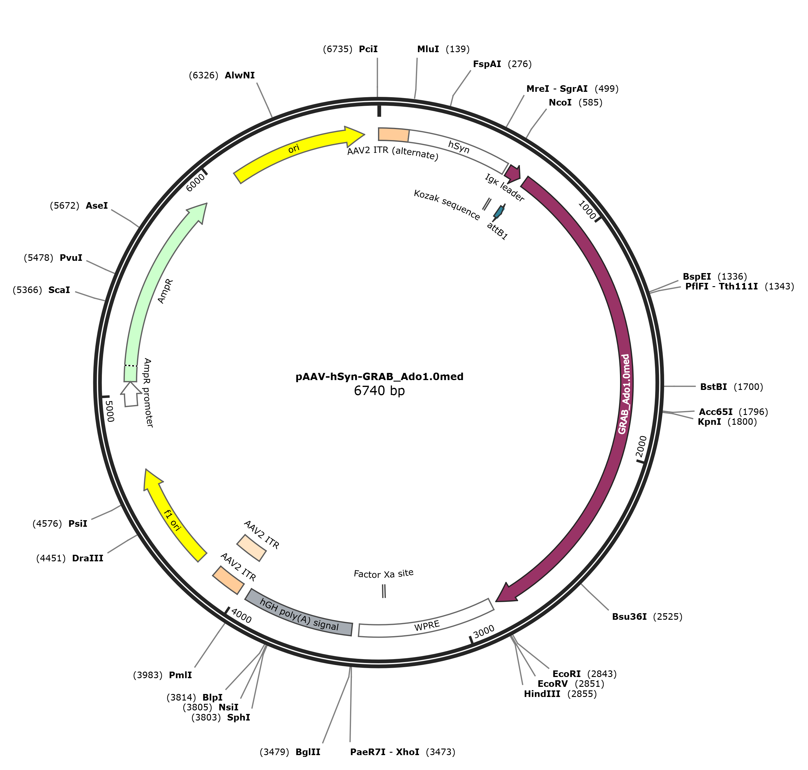 pAAV-hSyn-GRAB_Ado1.0med载体图谱