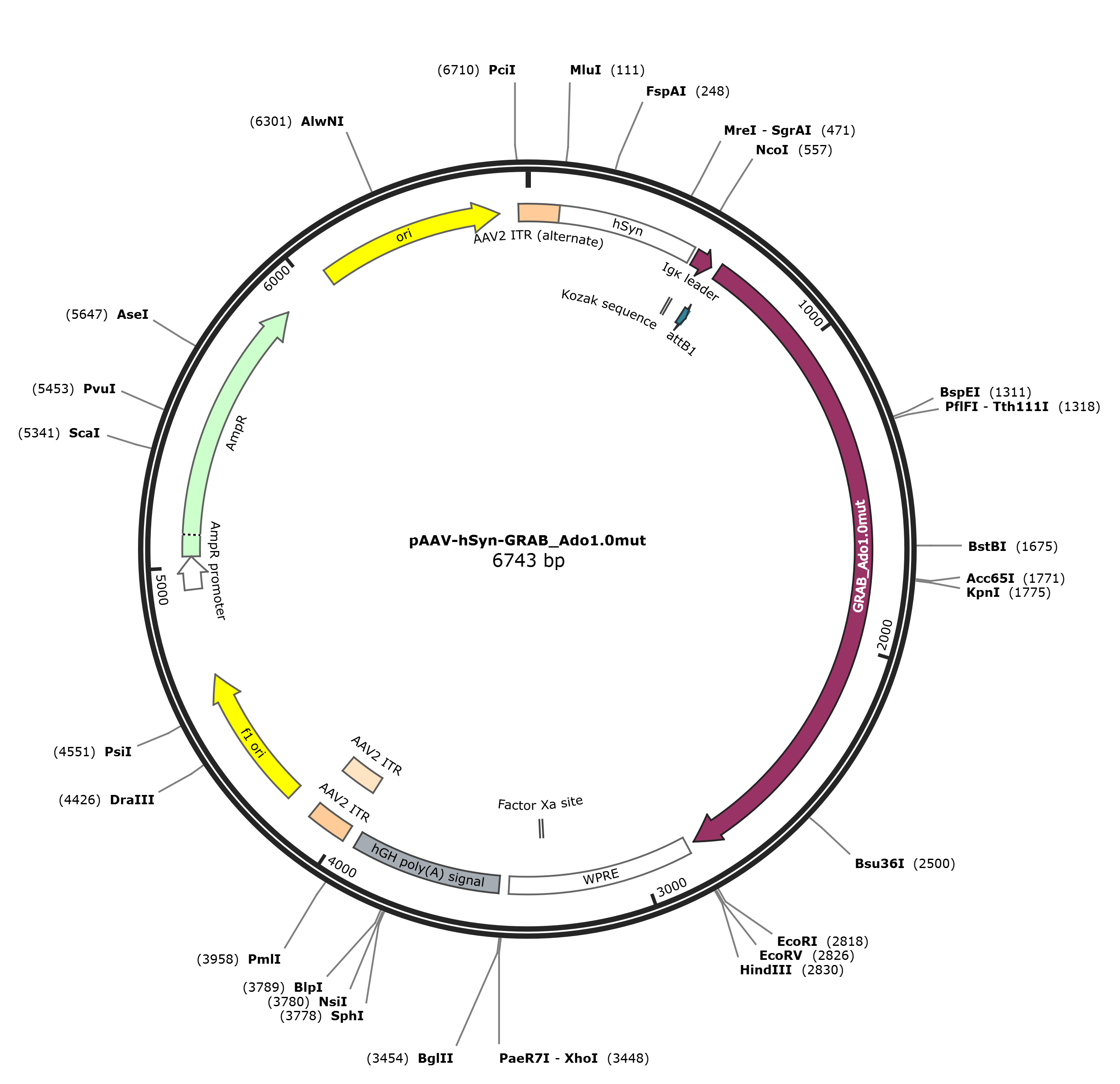 pAAV-hSyn-GRAB_Ado1.0mut载体图谱