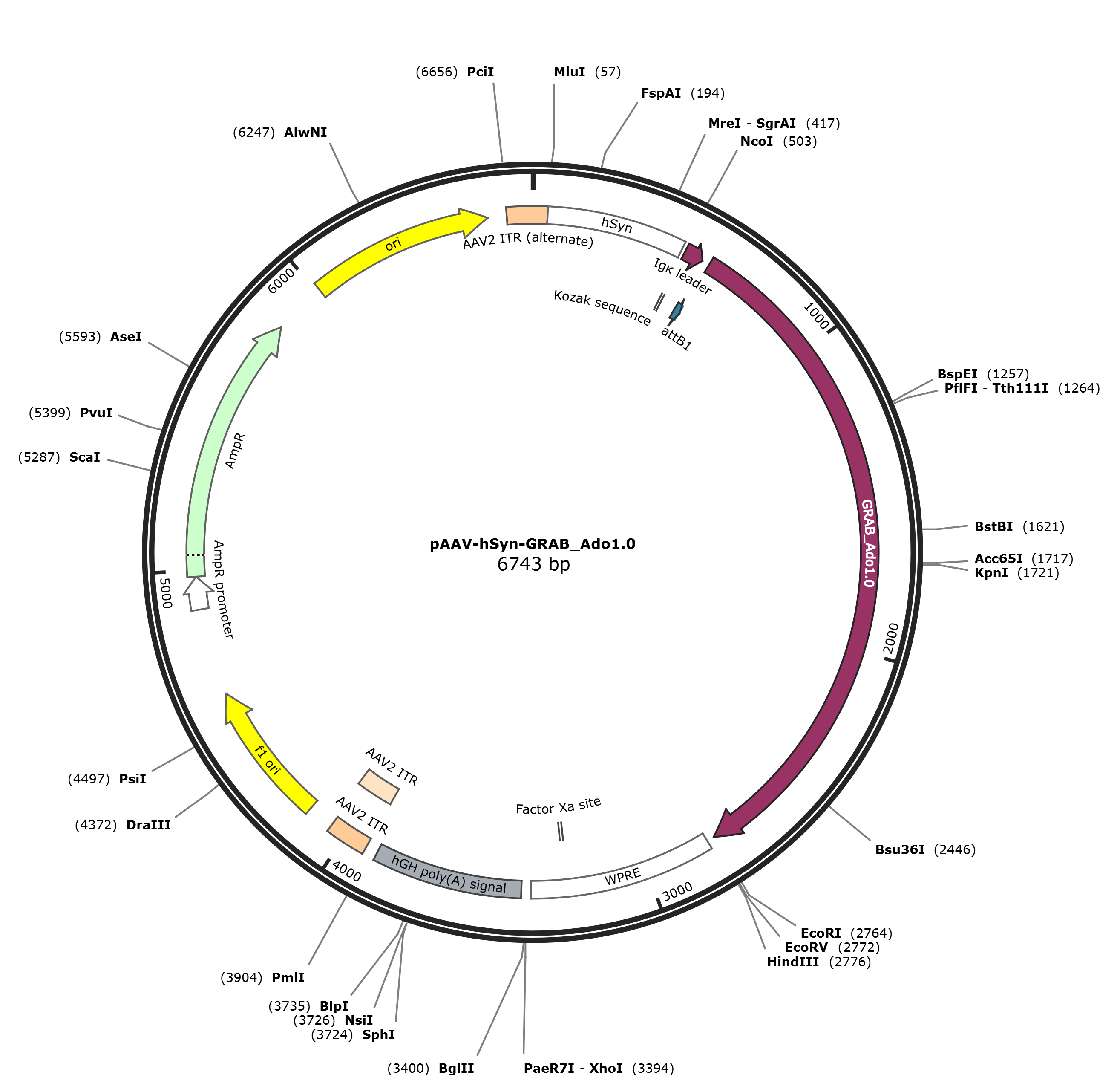 pAAV-hSyn-GRAB_Ado1.0载体图谱