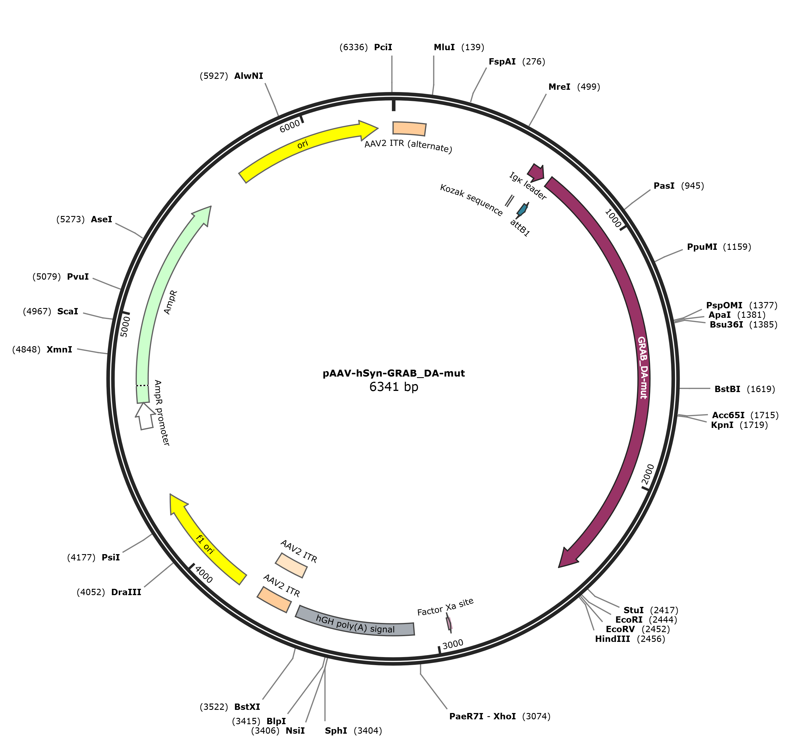 pAAV-hSyn-GRAB_DA-mut载体图谱