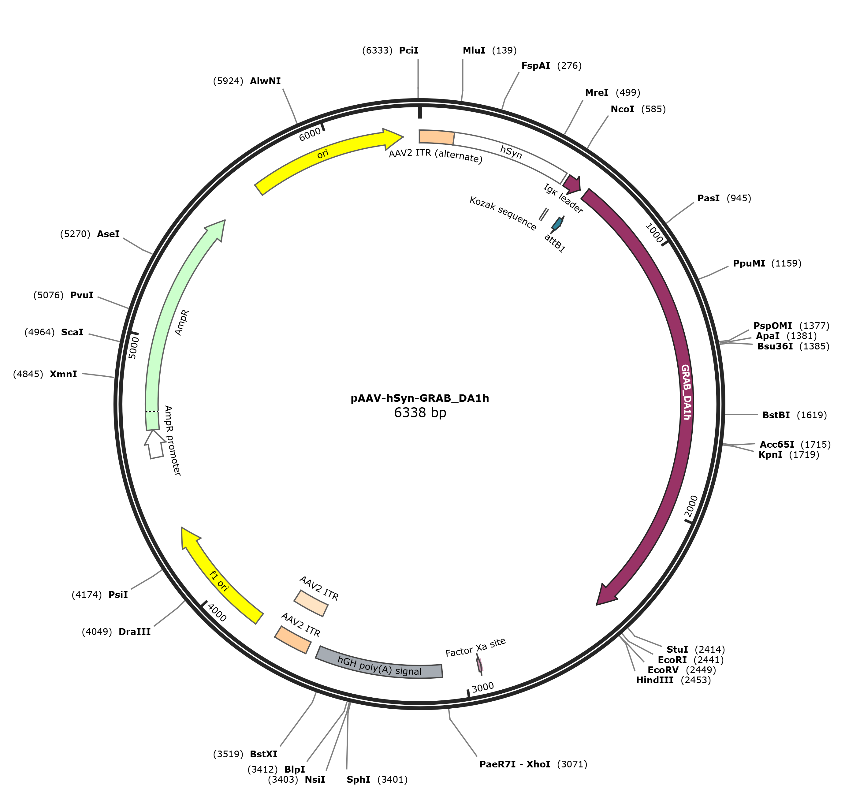 pAAV-hSyn-GRAB_DA1h载体图谱