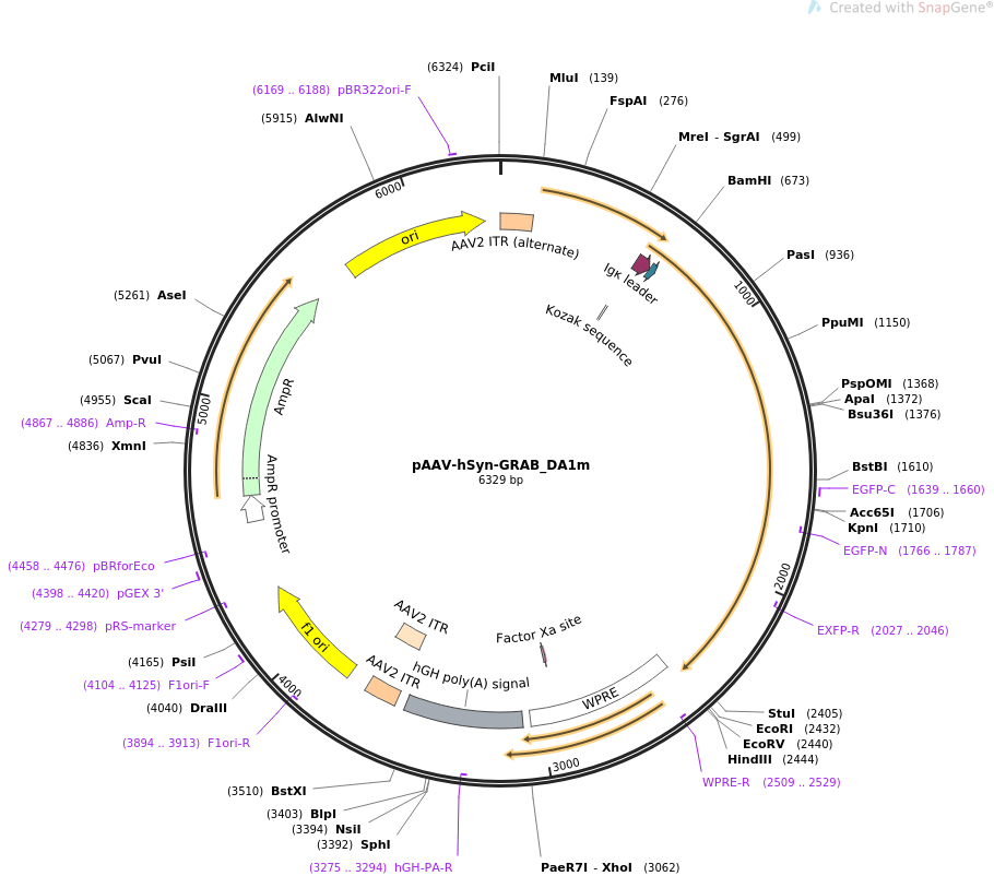 pAAV-hSyn-GRAB_DA1m载体图谱
