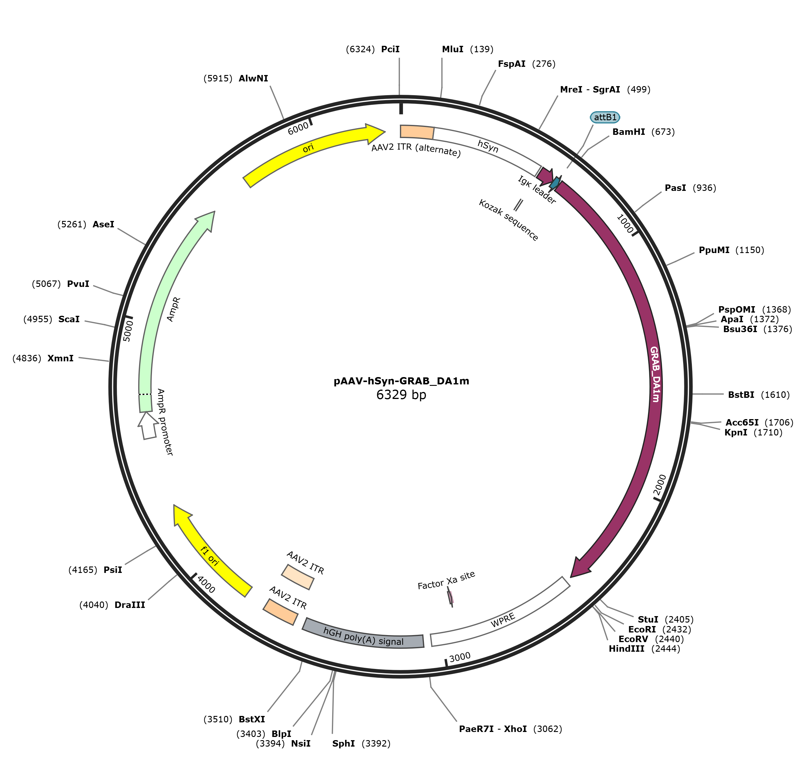 pAAV-hSyn-GRAB_DA1m载体图谱