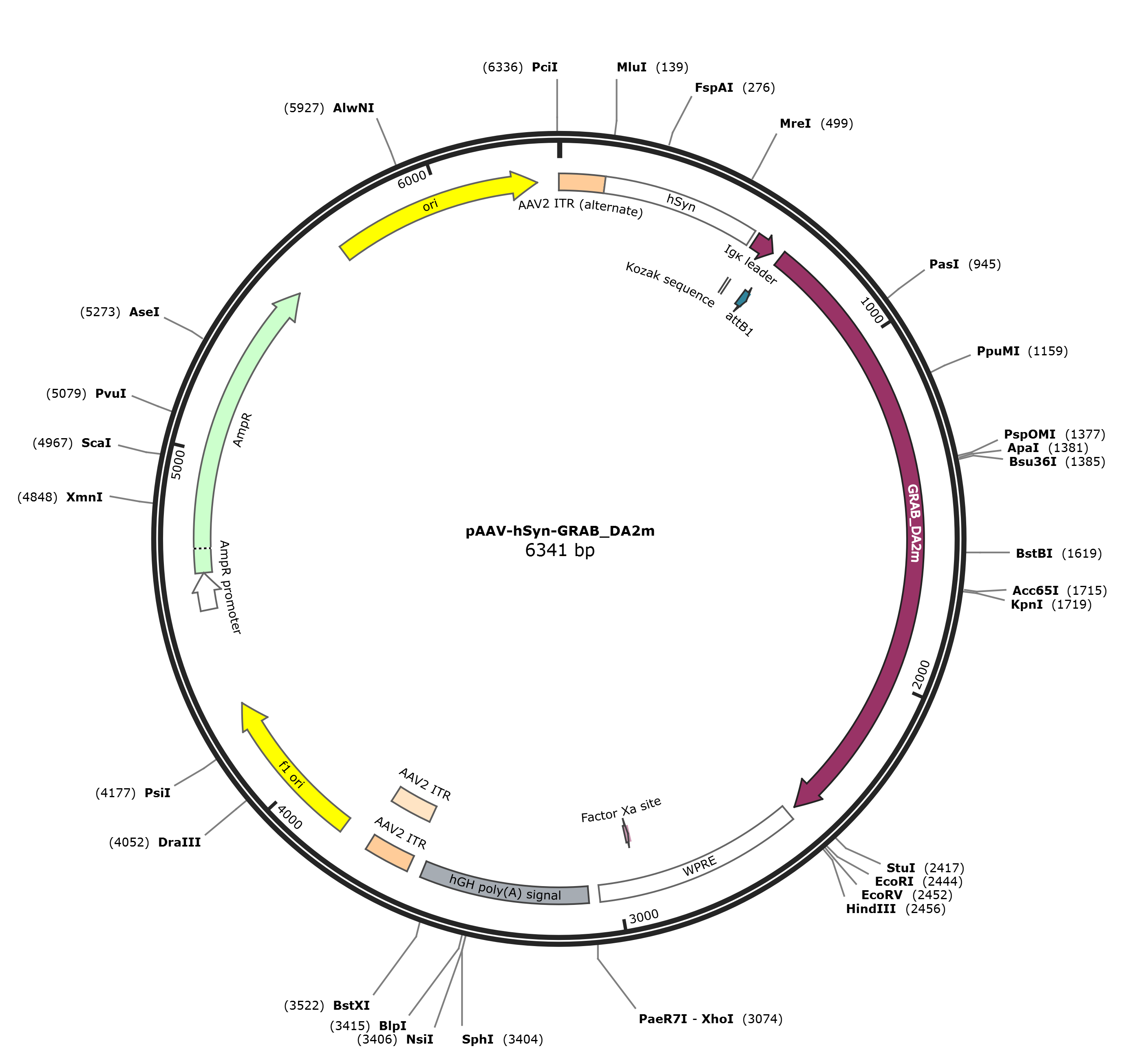 pAAV-hSyn-GRAB_DA2m载体图谱