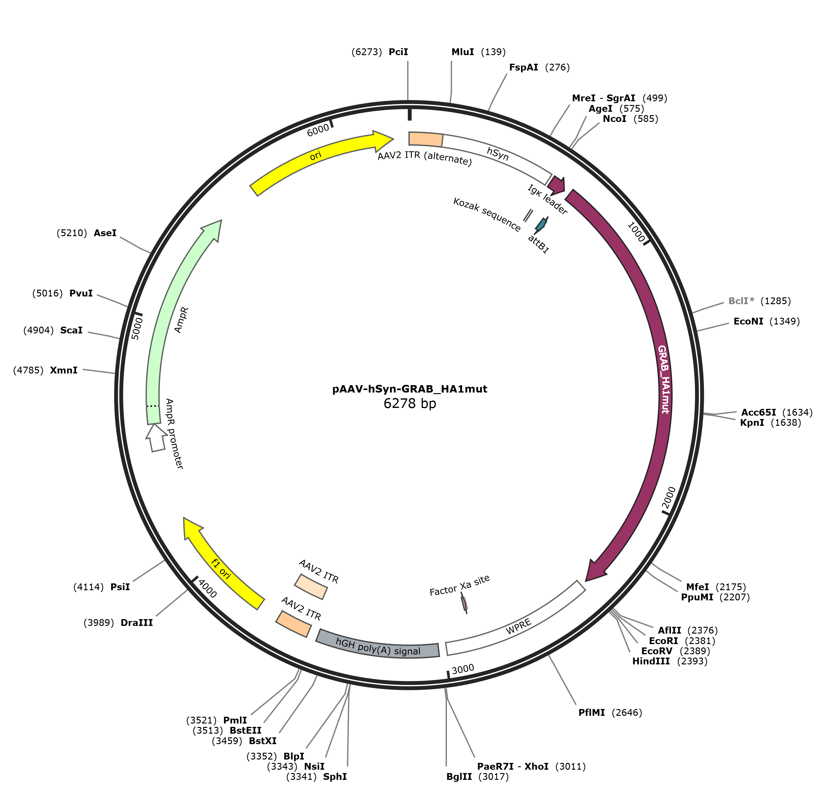 pAAV-hSyn-GRAB_HA1mut载体图谱