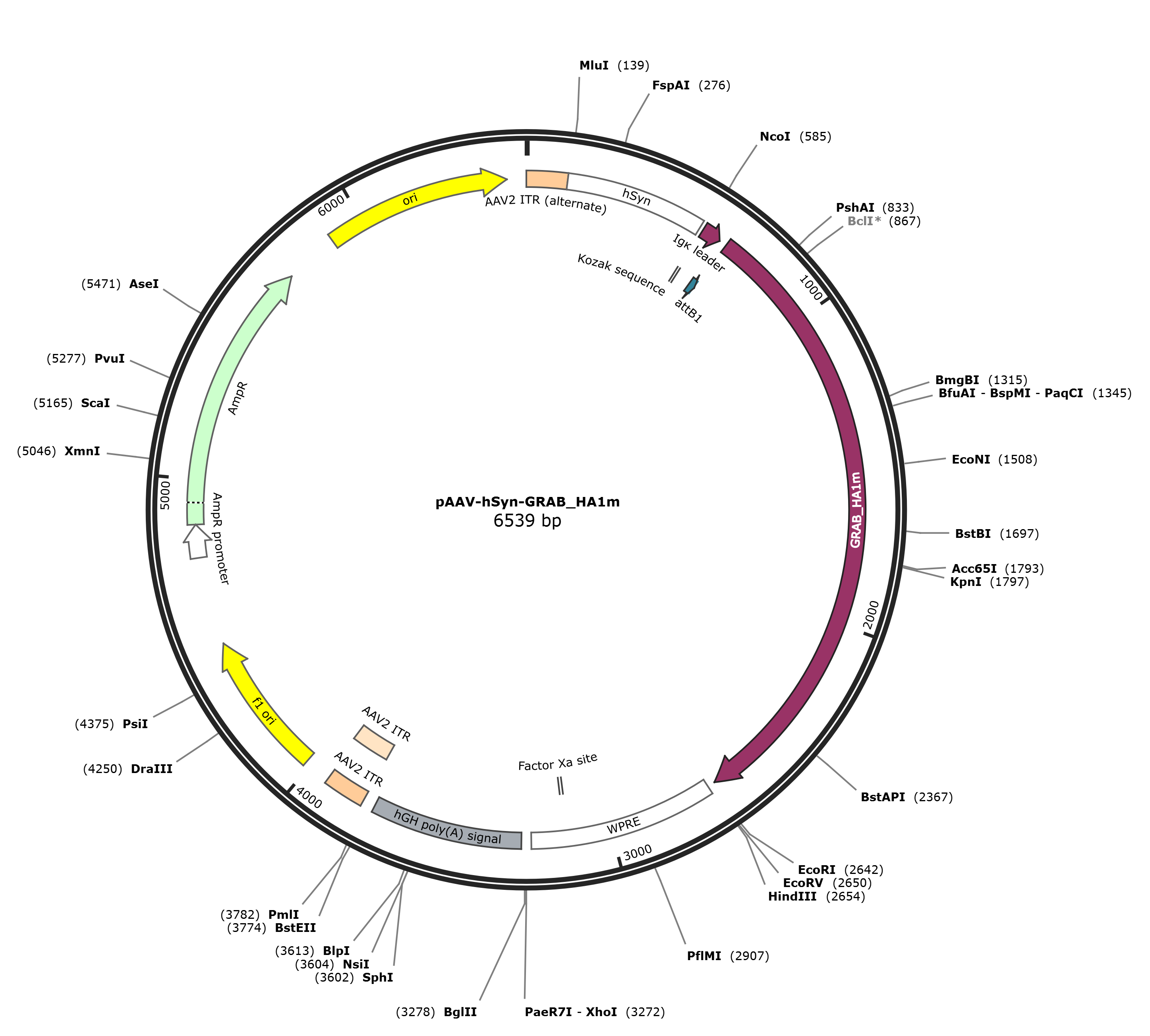 pAAV-hSyn-GRAB_HA1m载体图谱
