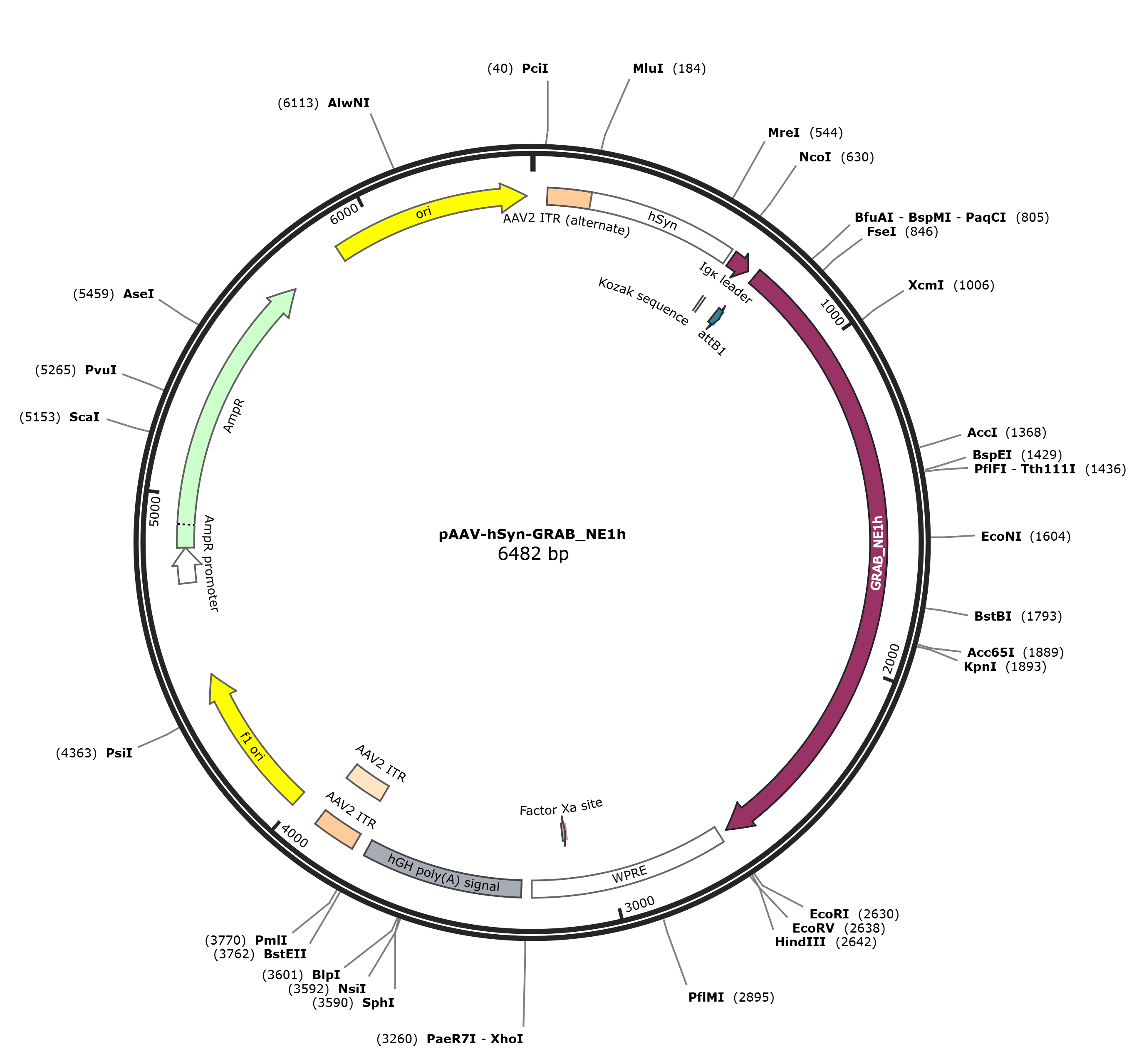 pAAV-hSyn-GRAB_NE1h载体图谱