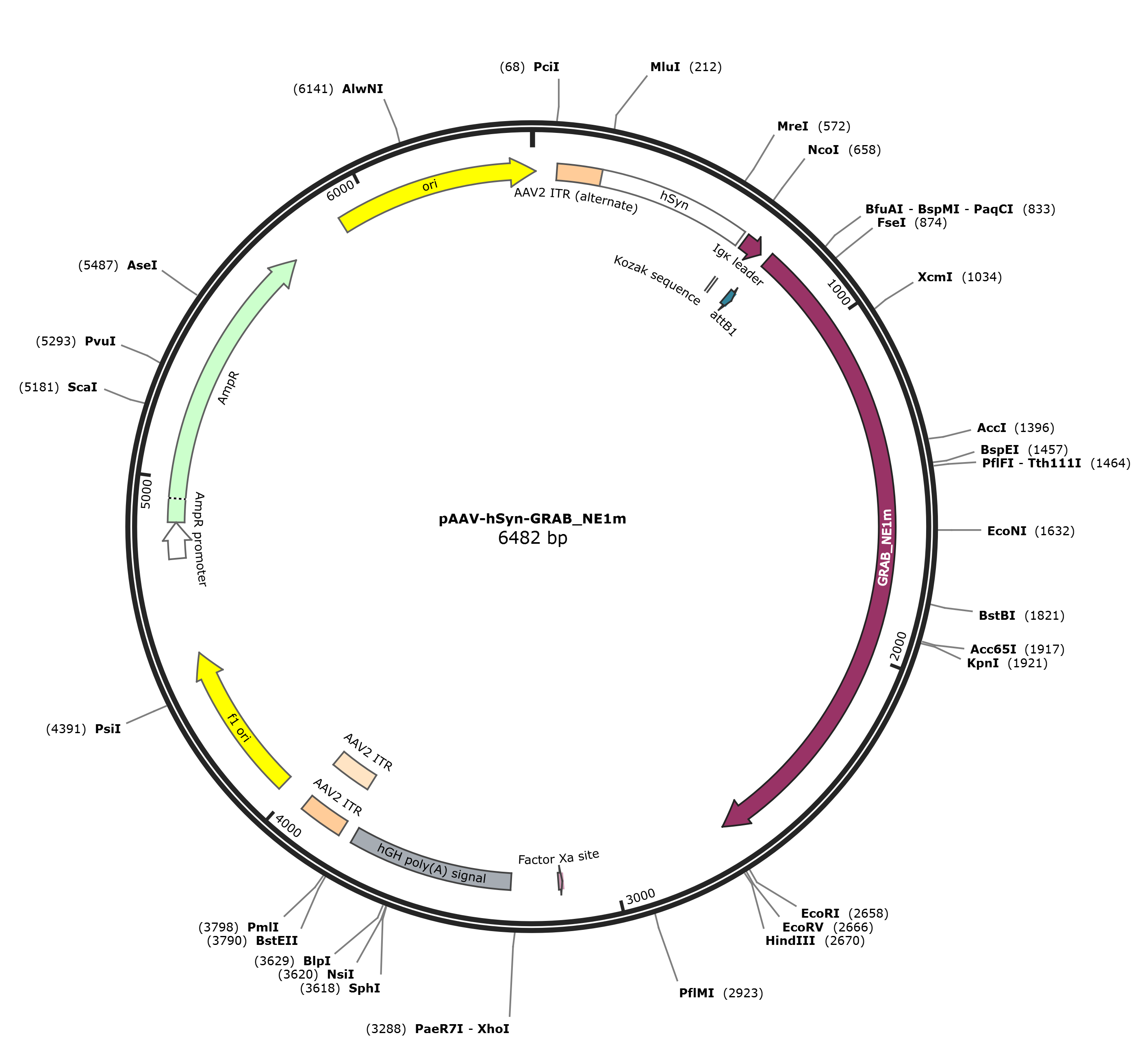pAAV-hSyn-GRAB_NE1m载体图谱