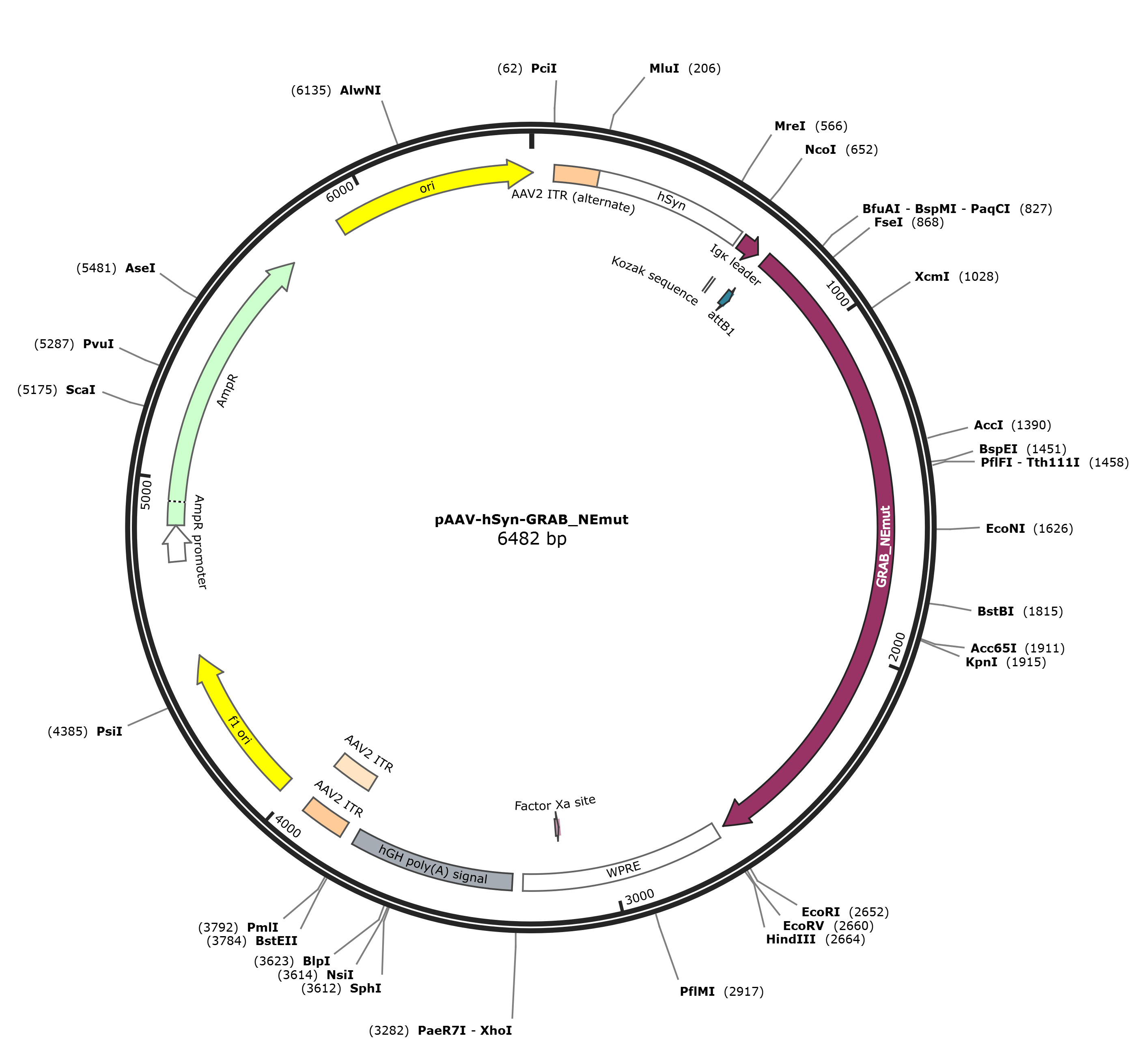 pAAV-hSyn-GRAB_NEmut载体图谱