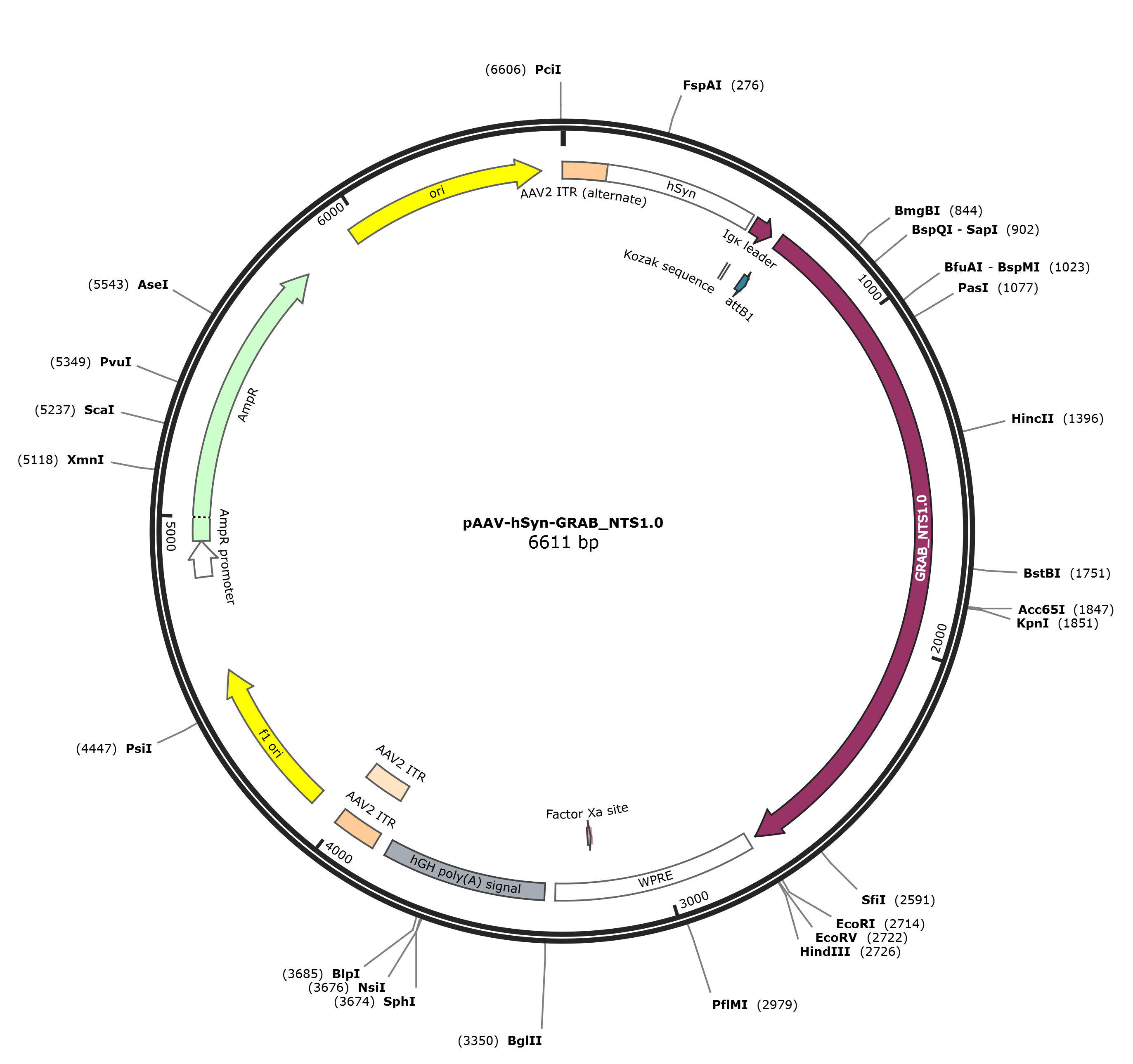 pAAV-hSyn-GRAB_NTS1.0载体图谱