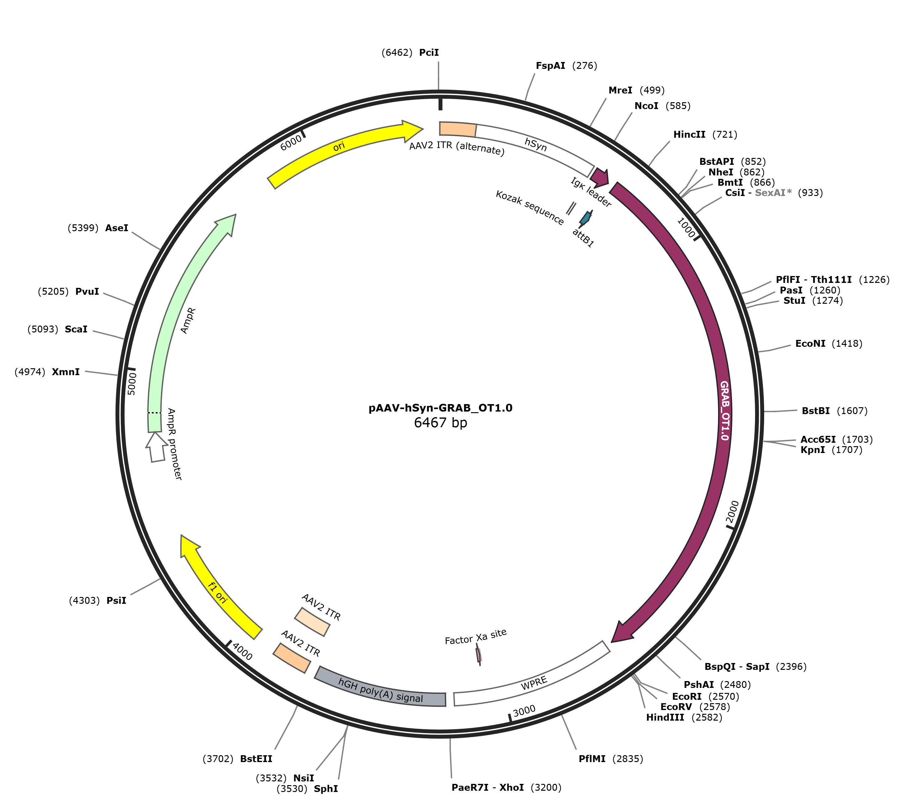pAAV-hSyn-GRAB_OT1.0载体图谱