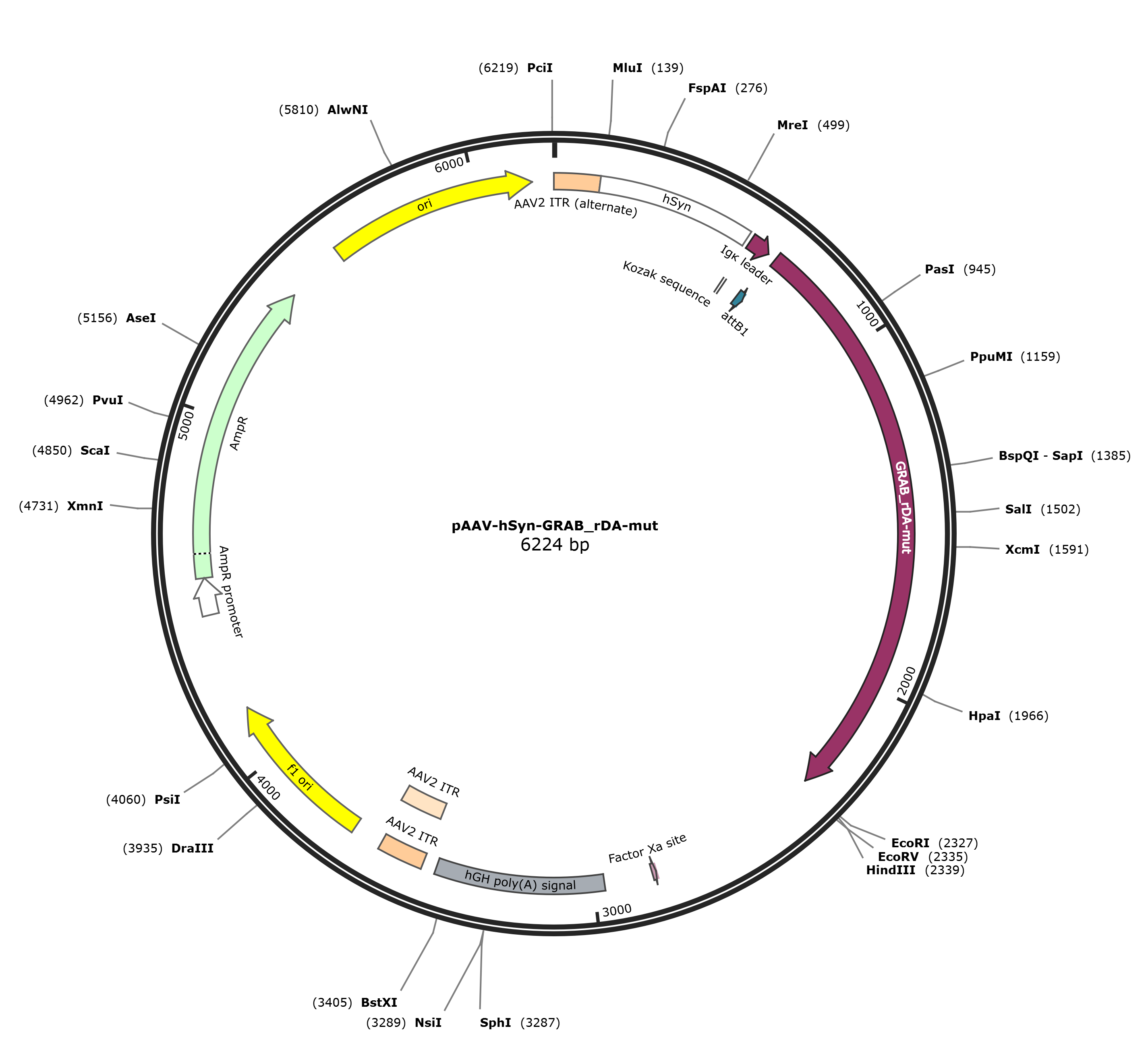 pAAV-hSyn-GRAB_rDA-mut载体图谱
