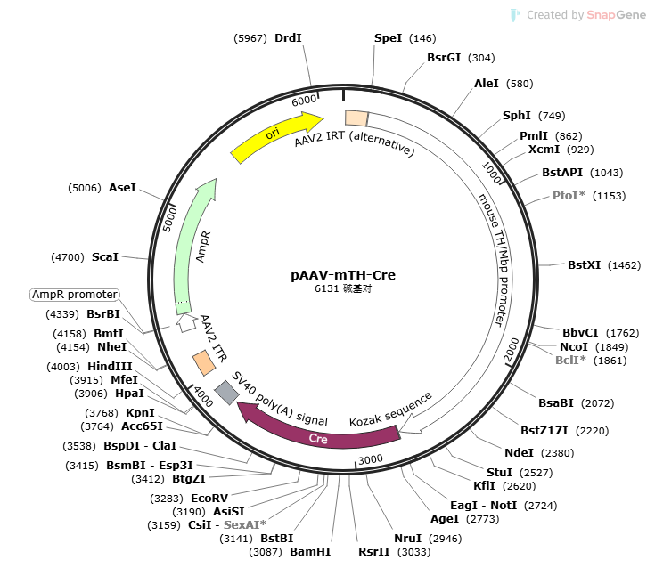 pAAV-mTH-Cre载体图谱