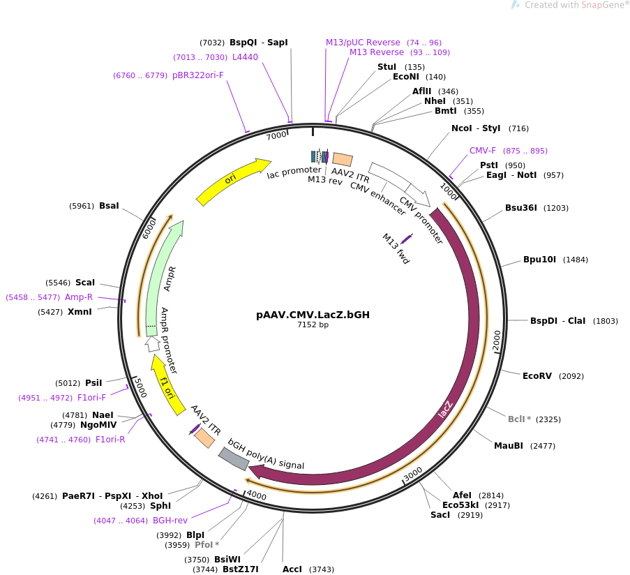 pAAV.CMV.LacZ.bGH质粒图谱