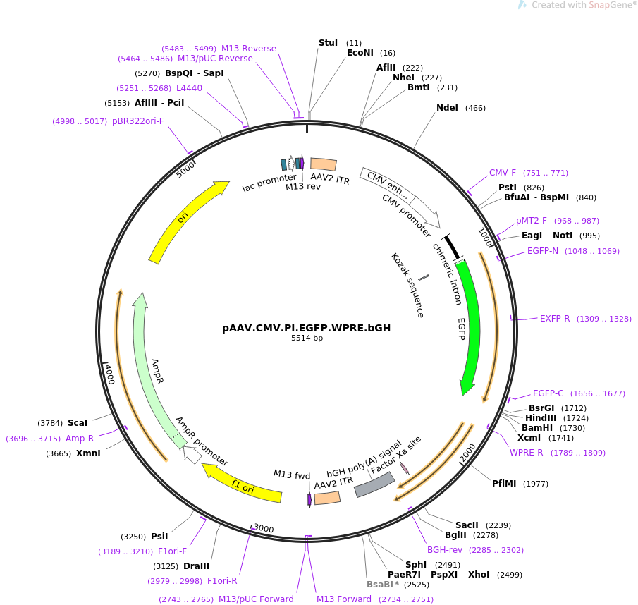 pAAV.CMV.PI.EGFP.WPRE.bGH质粒图