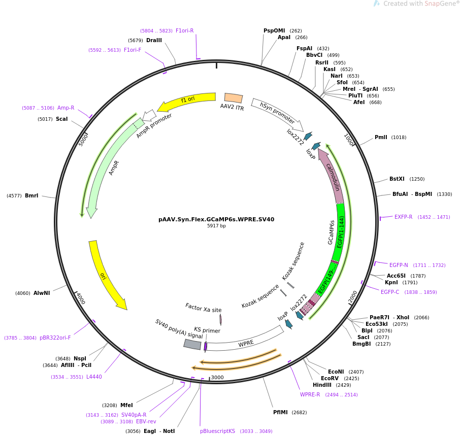pAAV.Syn.Flex.GCaMP6s.WPRE.SV40载体图谱