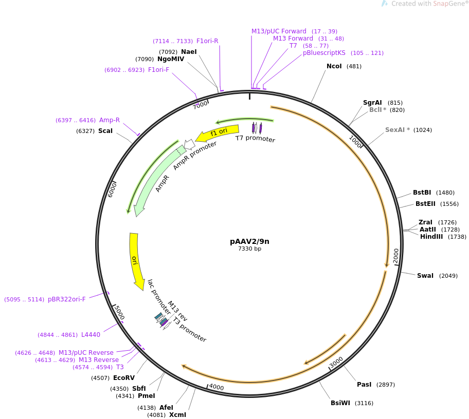 pAAV2/9n质粒图谱