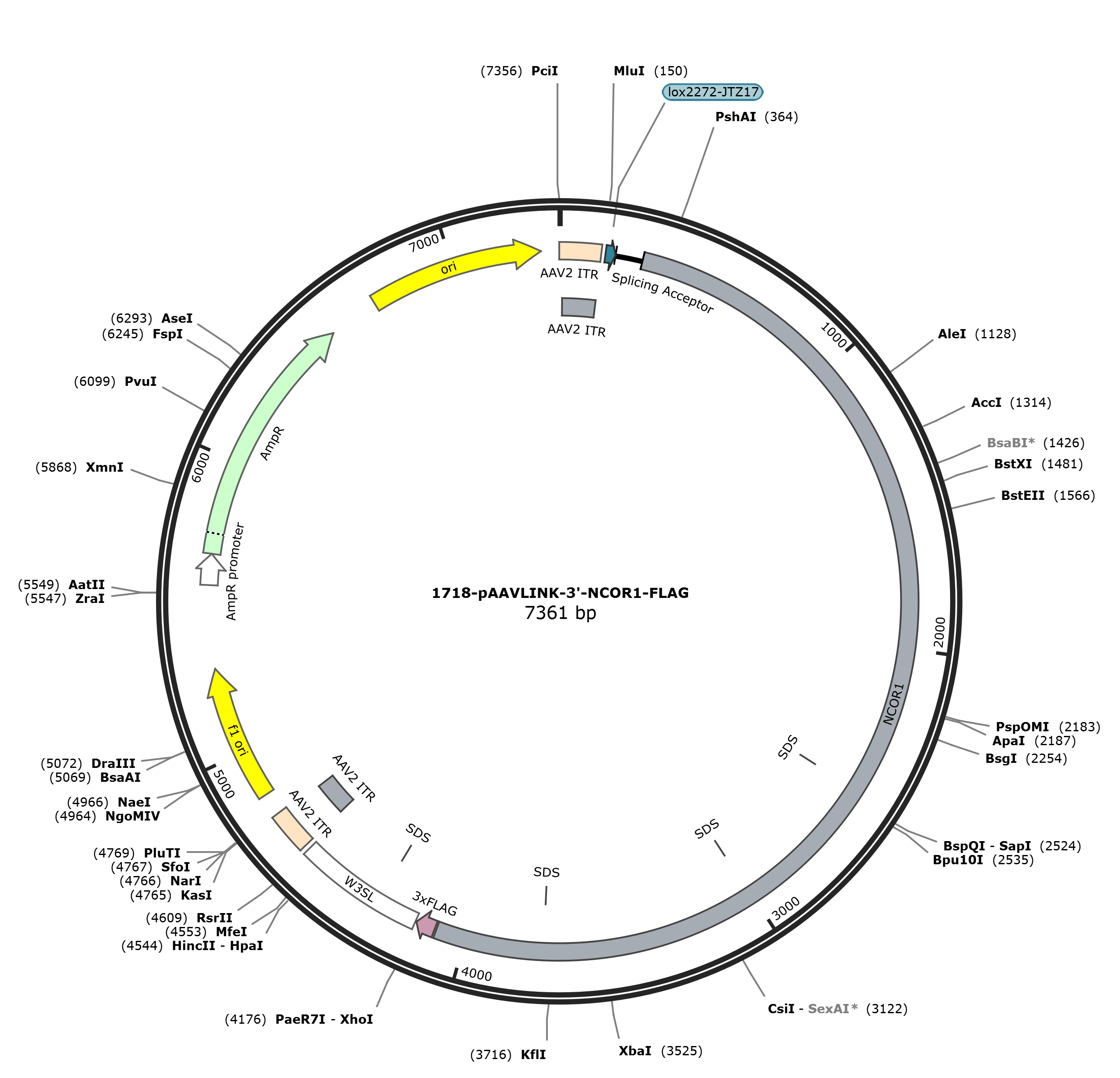 pAAVLINK-3-NCOR1-FLAG载体图谱