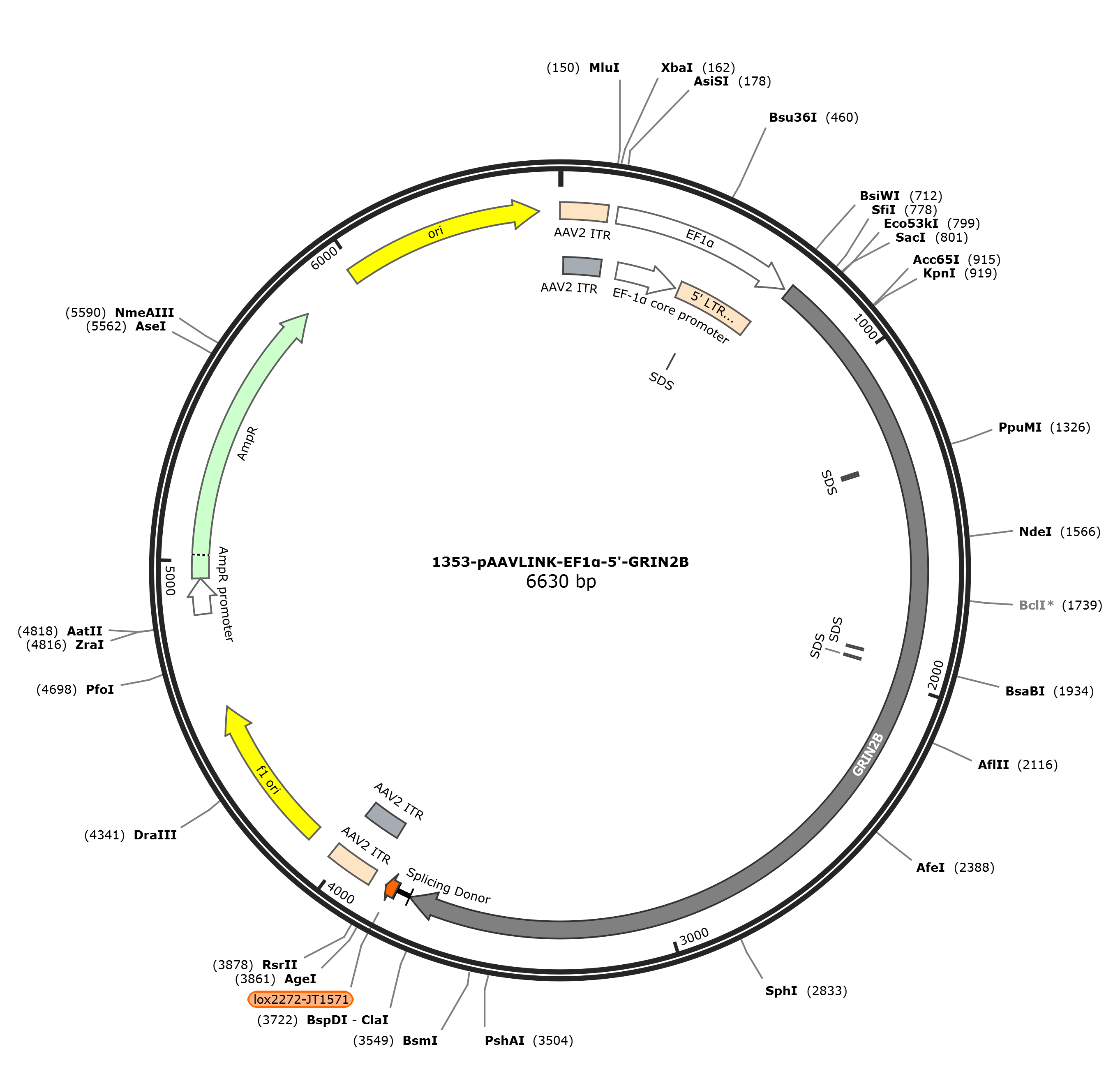 pAAVLINK-EF1a-5'-GRIN2B载体图谱