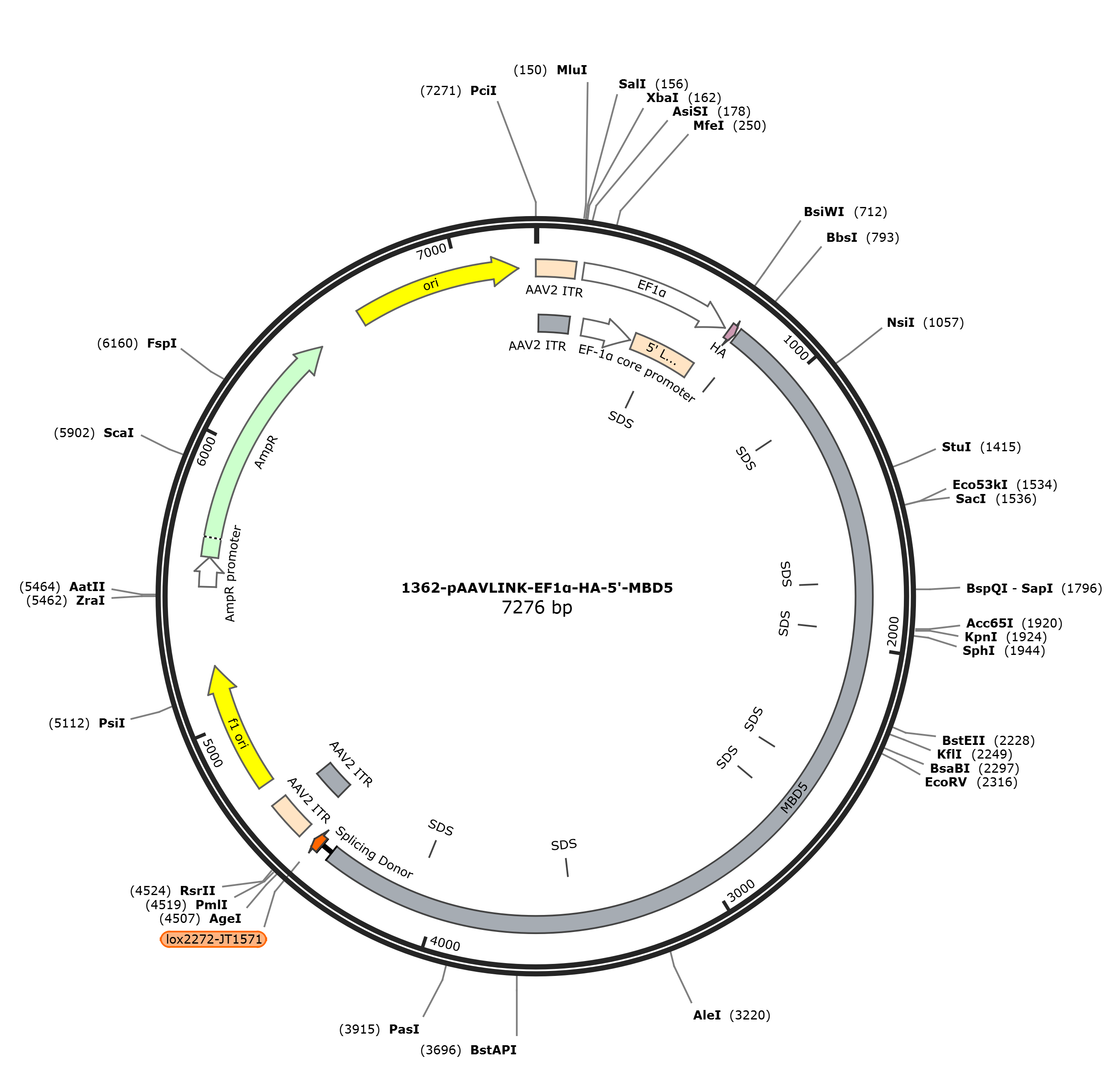 pAAVLINK-EF1a-HA-5-MBD5载体图谱