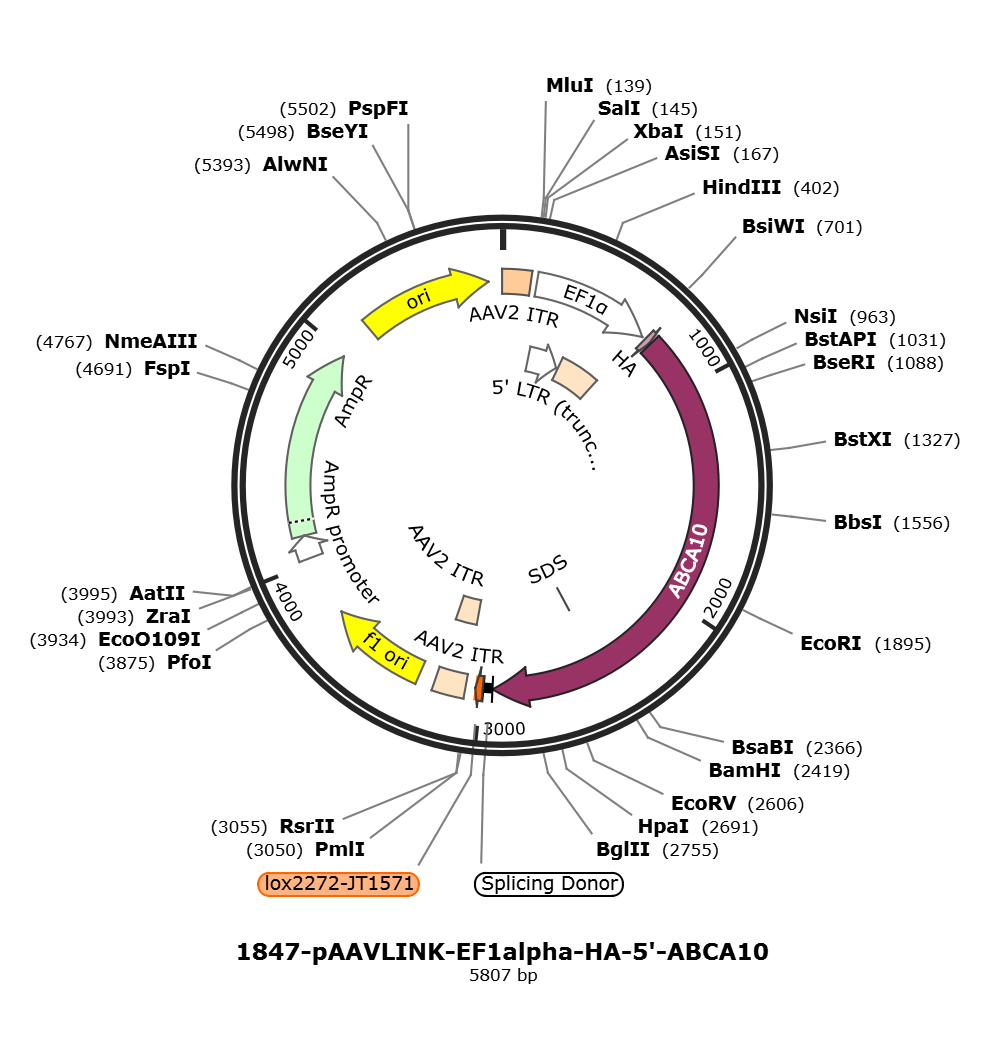 pAAVLINK-EF1alpha-HA-5-ABCA10载体图谱