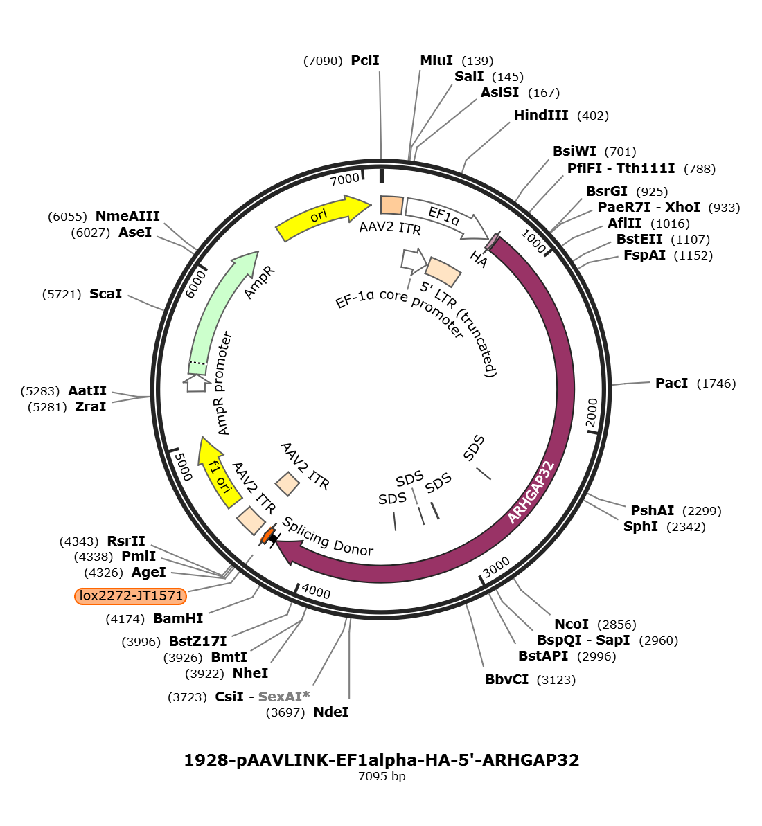 pAAVLINK-EF1alpha-HA-5-ARHGAP32载体图谱