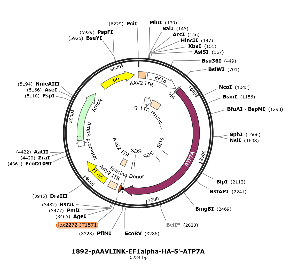 pAAVLINK-EF1alpha-HA-5-ATP7A载体图谱