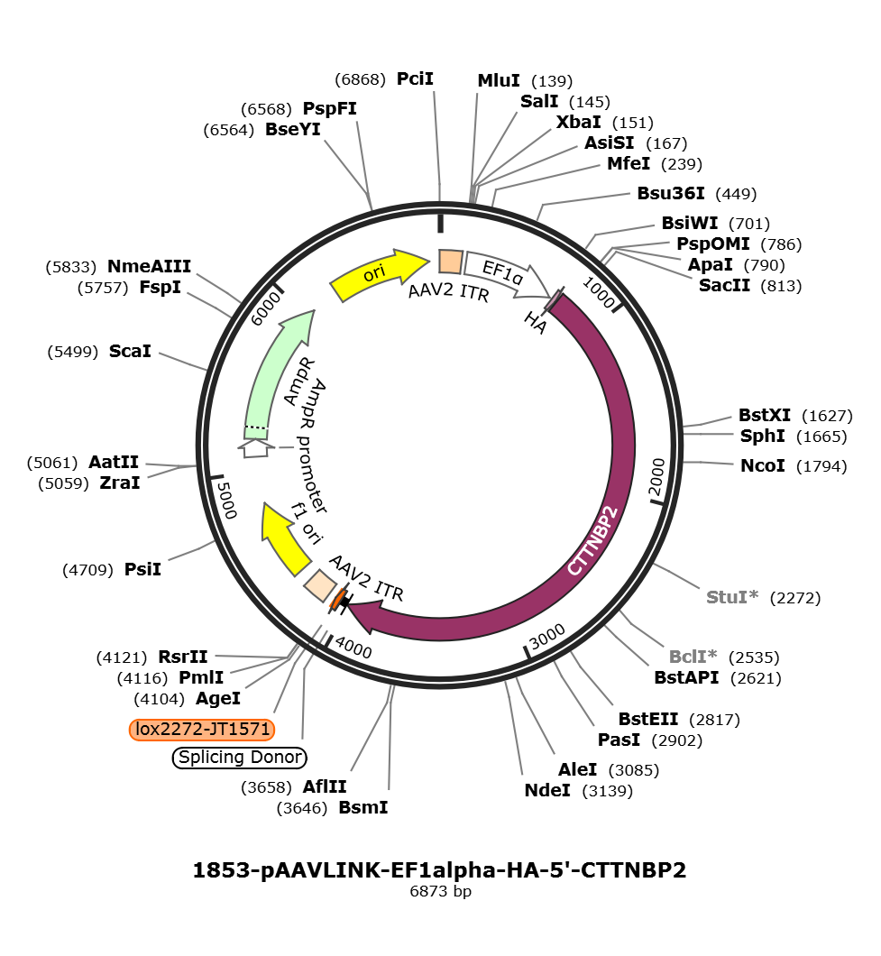 pAAVLINK-EF1alpha-HA-5-CTTNBP2载体图谱
