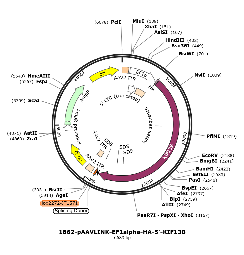 pAAVLINK-EF1alpha-HA-5-KIF13B载体图谱