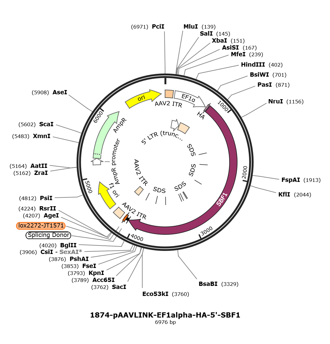 pAAVLINK-EF1alpha-HA-5-SBF1载体图谱