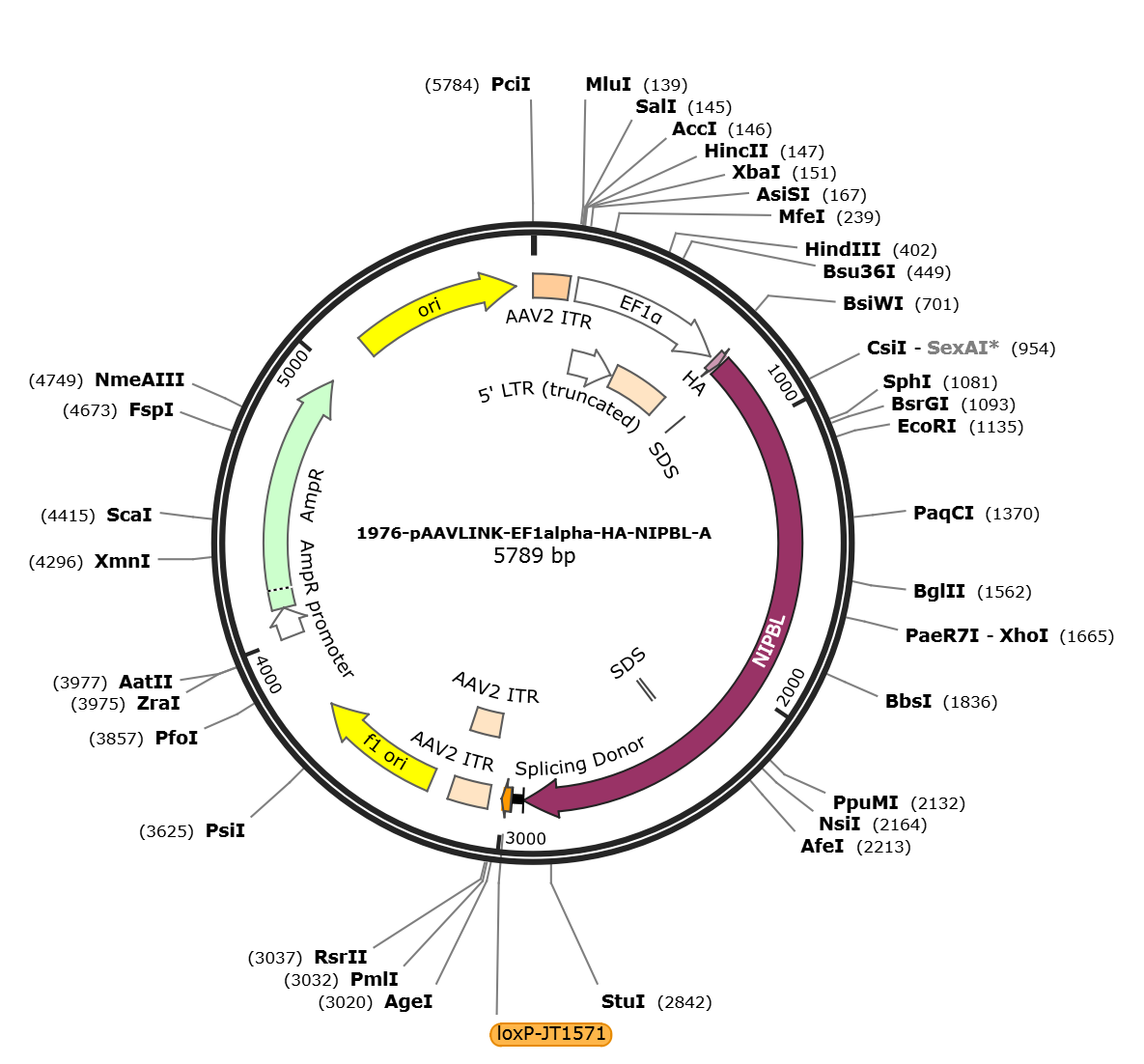 pAAVLINK-EF1alpha-HA-NIPBL-A载体图谱