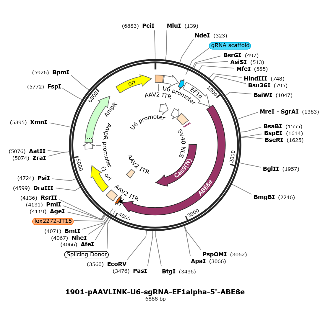 pAAVLINK-U6-sgRNA-EF1alpha-5-ABE8e载体图谱