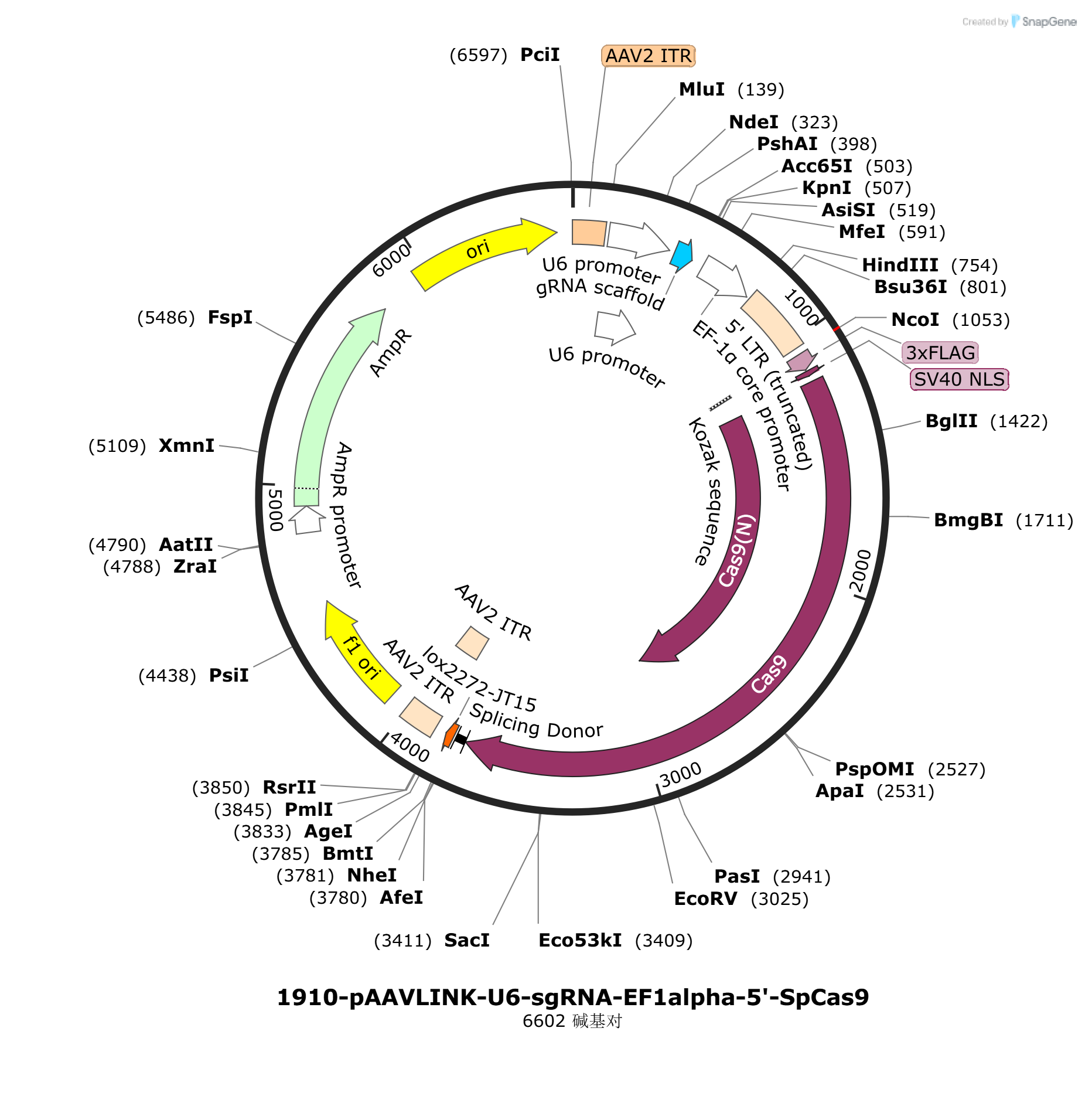 pAAVLINK-U6-sgRNA-EF1alpha-5-SpCas9载体图谱