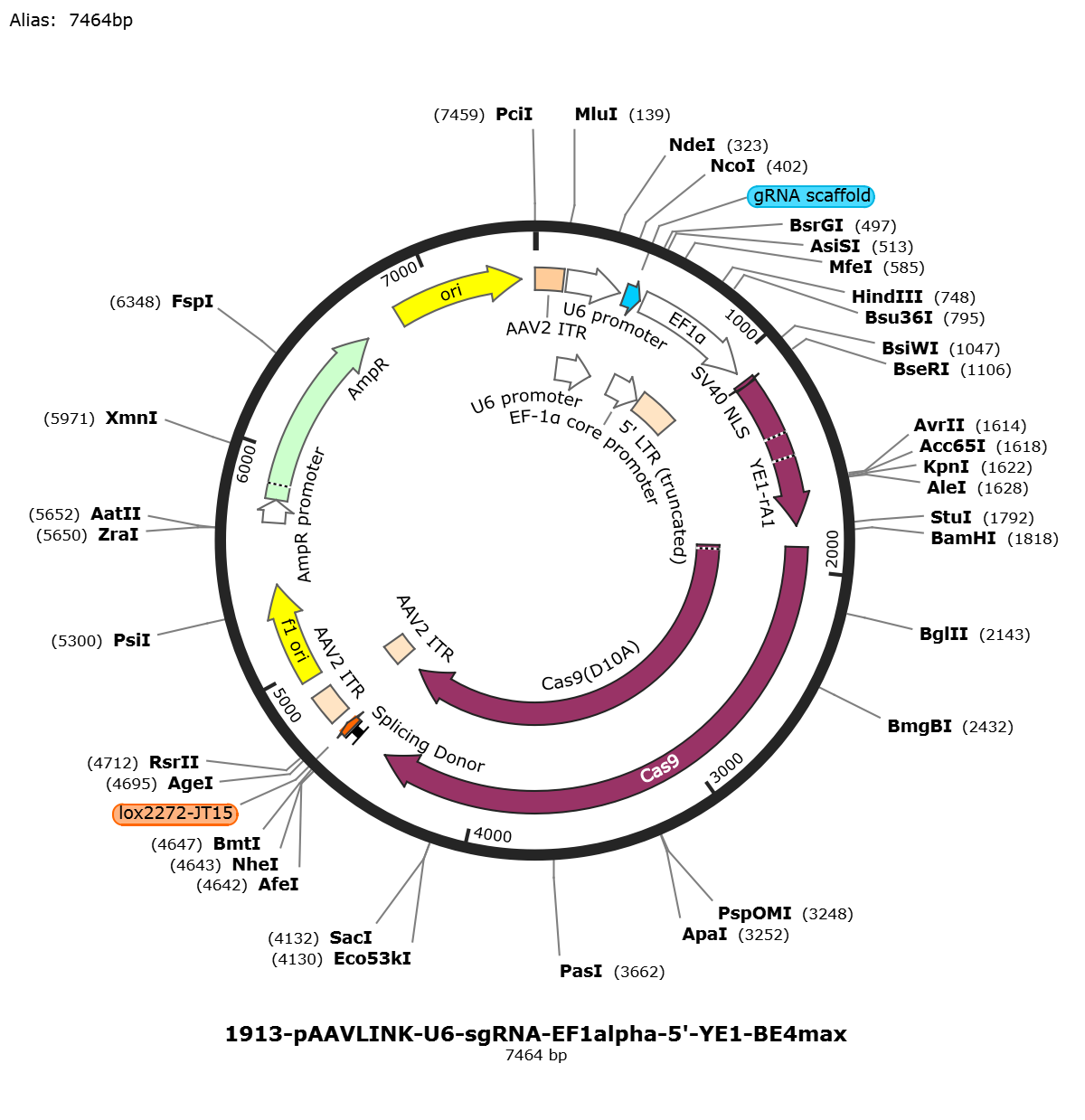 pAAVLINK-U6-sgRNA-EF1alpha-5-YE1-BE4max载体图谱