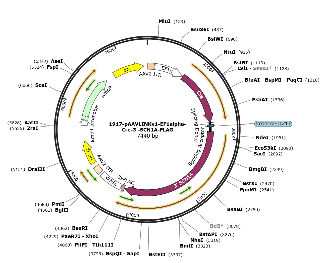 pAAVLINKv1-EF1alpha-Cre-3-SCN1A-FLAG载体图谱