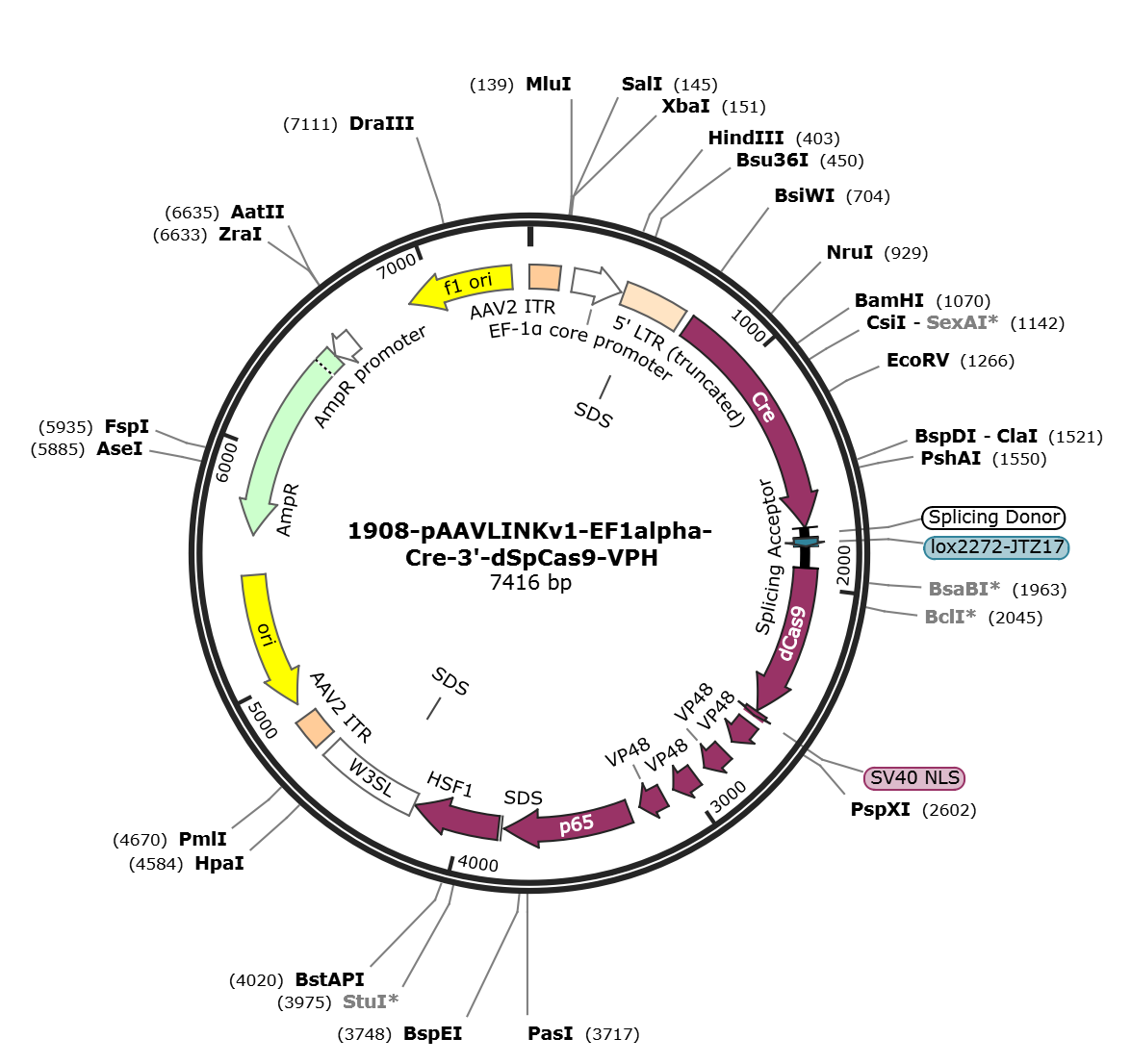 pAAVLINKv1-EF1alpha-Cre-3-dSpCas9-VPH载体图谱