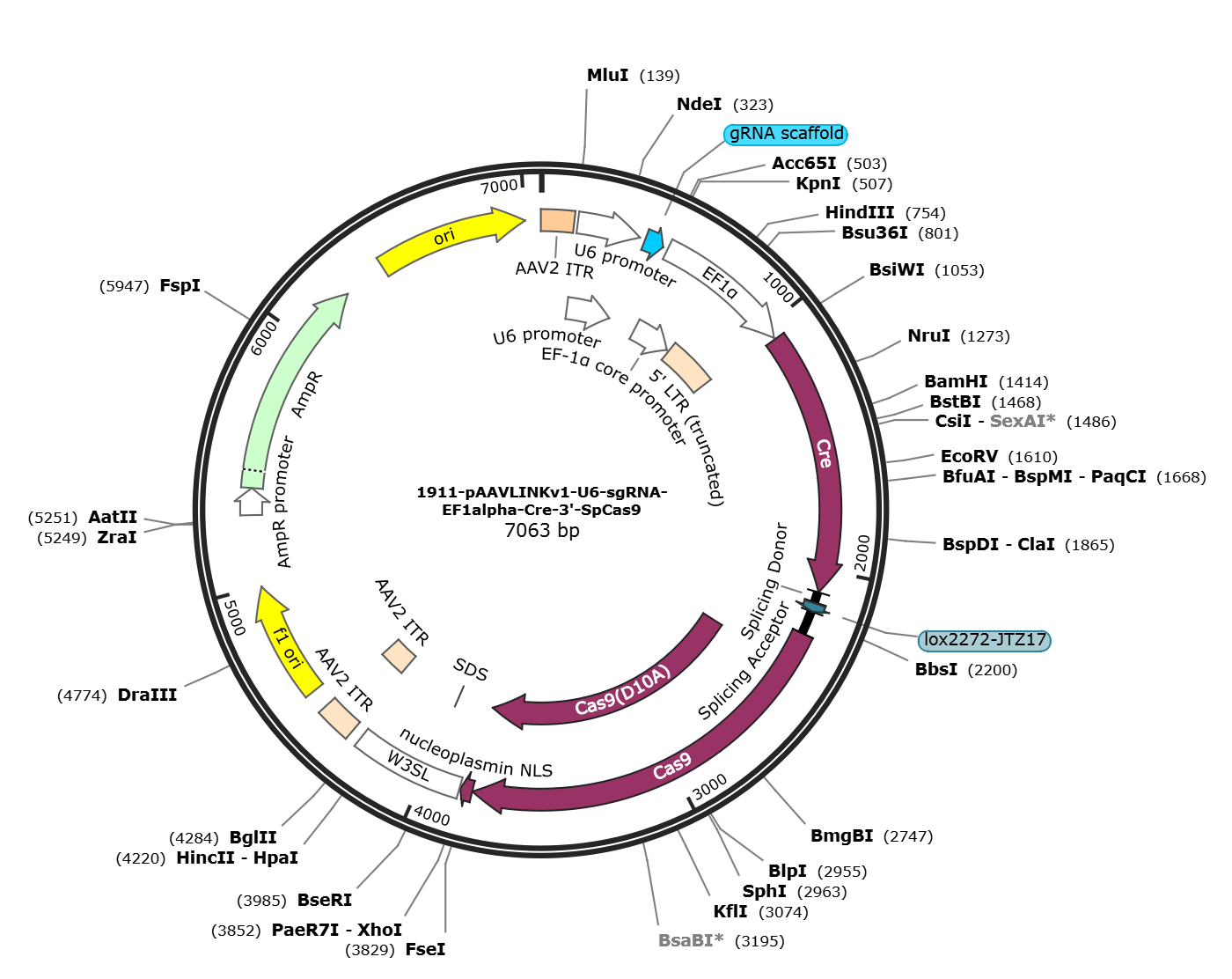pAAVLINKv1-U6-sgRNA-EF1alpha-Cre-3-SpCas9载体图谱