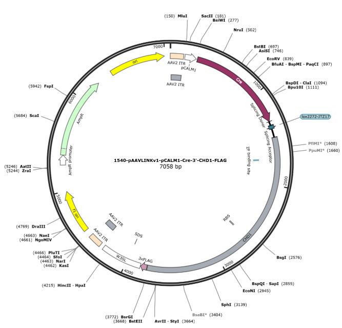 pAAVLINKv1-pCALM1-Cre-3'-CHD1-FLAG载体图谱