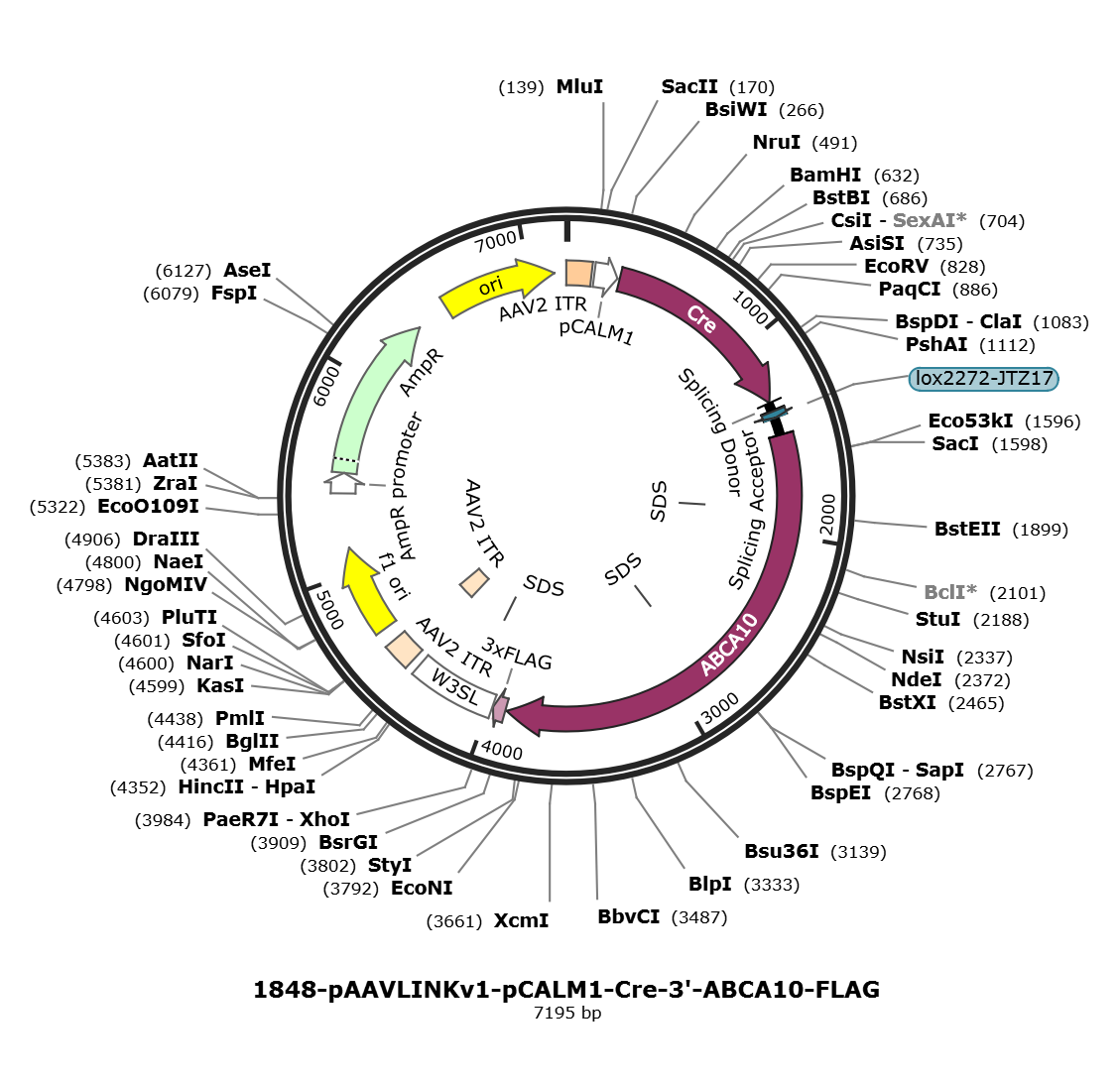 pAAVLINKv1-pCALM1-Cre-3-ABCA10-FLAG载体图谱