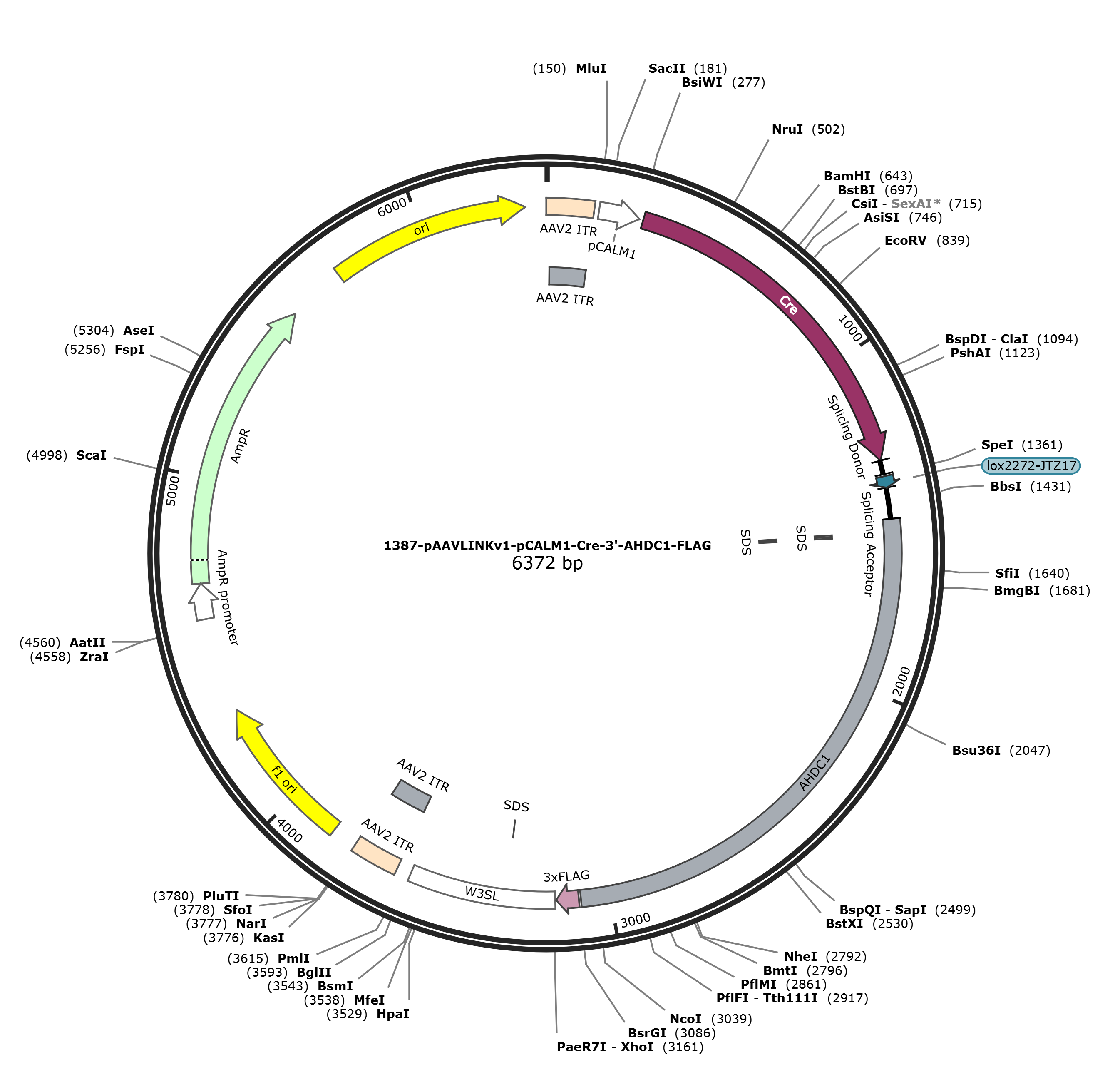 pAAVLINKv1-pCALM1-Cre-3-AHDC1-FLAG载体图谱