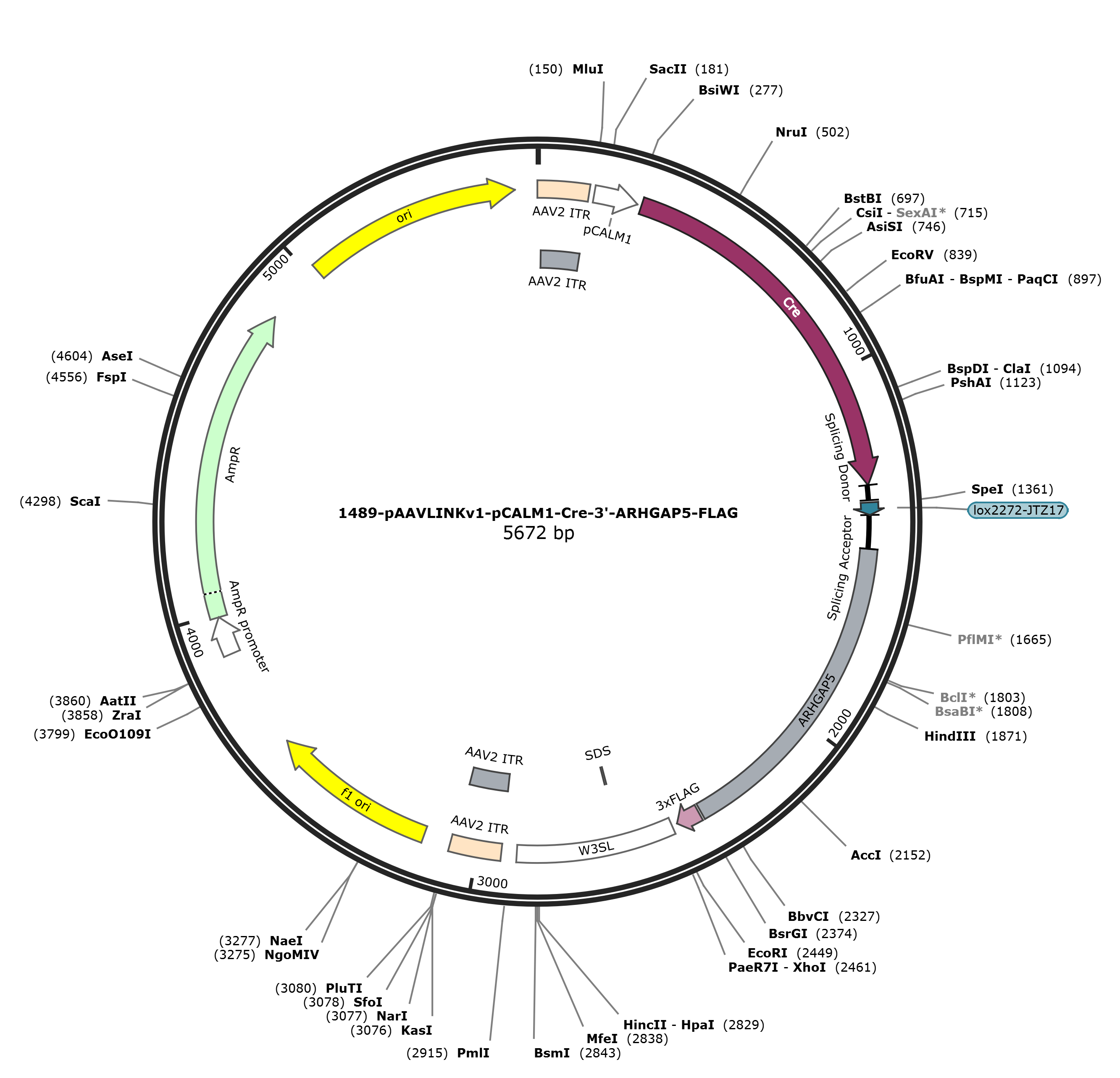 pAAVLINKv1-pCALM1-Cre-3-ARHGAP5-FLAG载体图谱