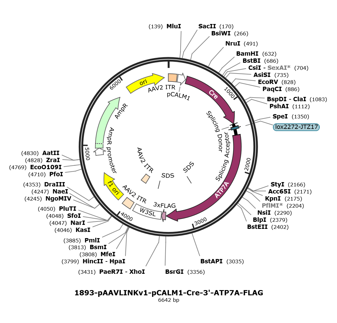 pAAVLINKv1-pCALM1-Cre-3-ATP7A-FLAG载体图谱