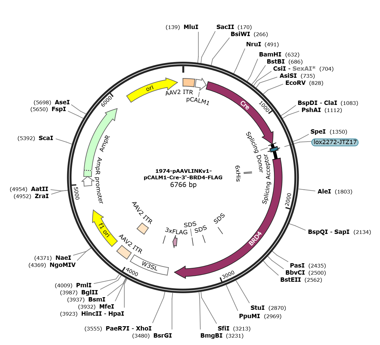 pAAVLINKv1-pCALM1-Cre-3-BRD4-FLAG载体图谱