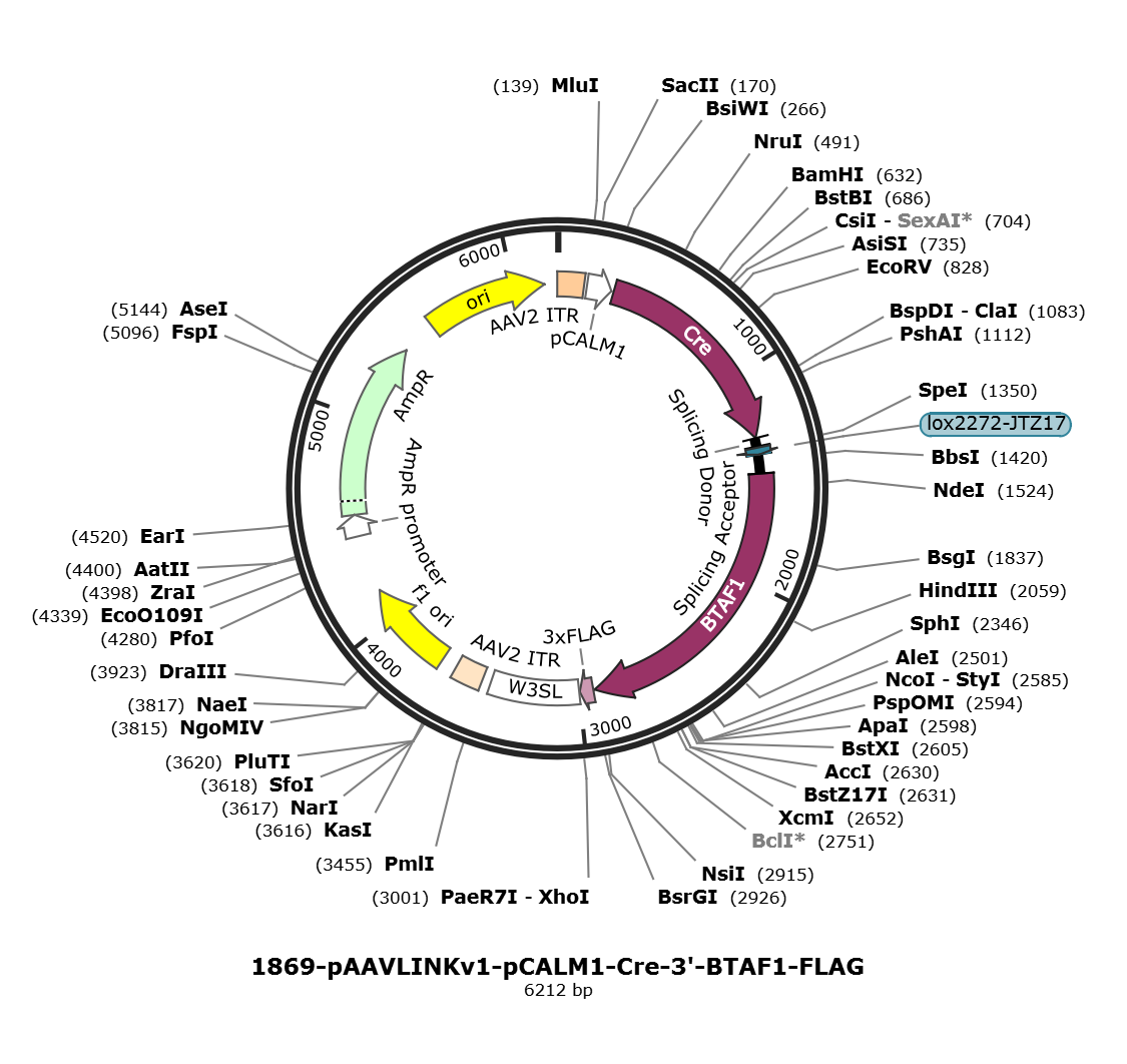 pAAVLINKv1-pCALM1-Cre-3-BTAF1-FLAG载体图谱