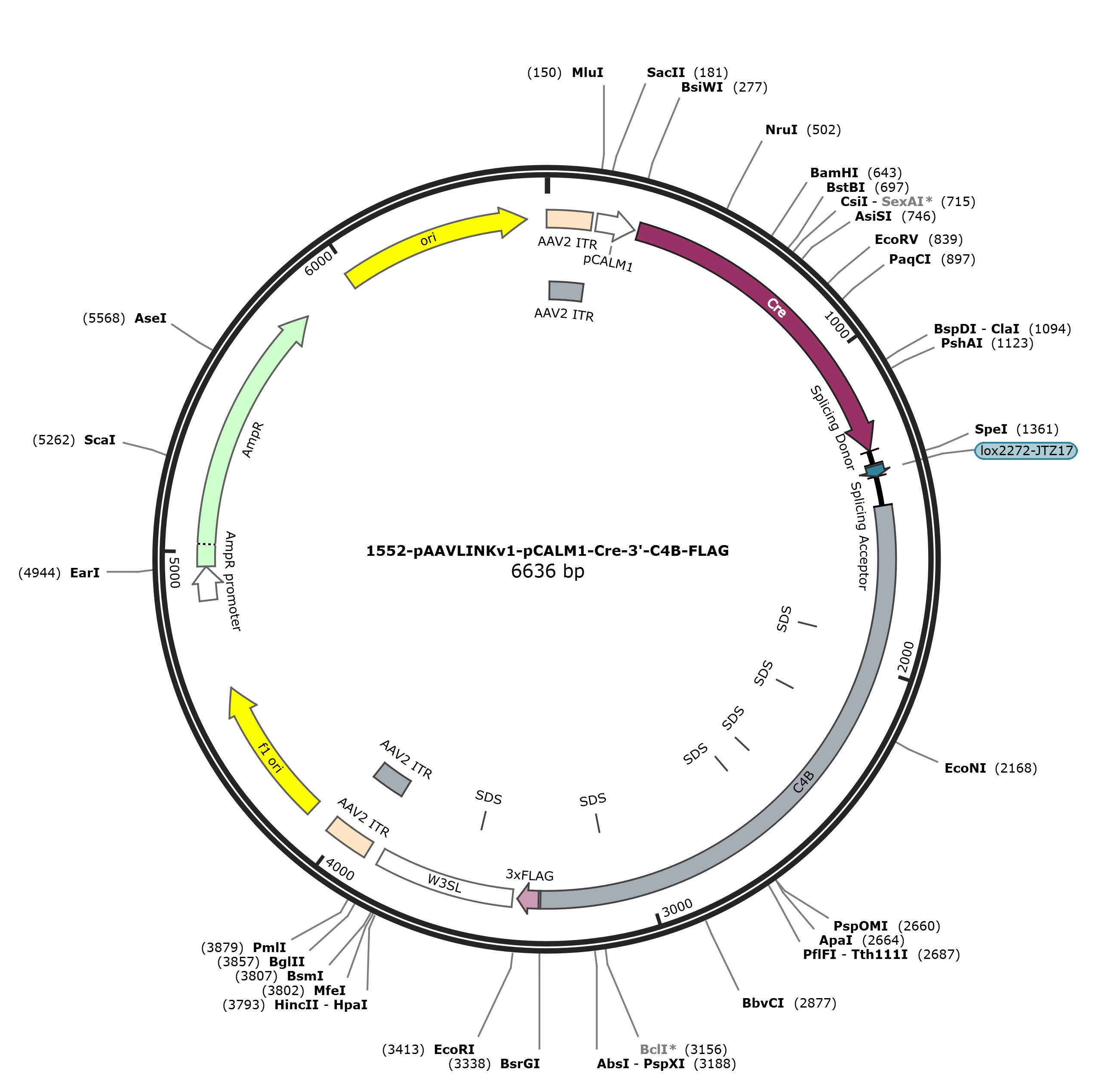 pAAVLINKv1-pCALM1-Cre-3-C4B-FLAG载体图谱