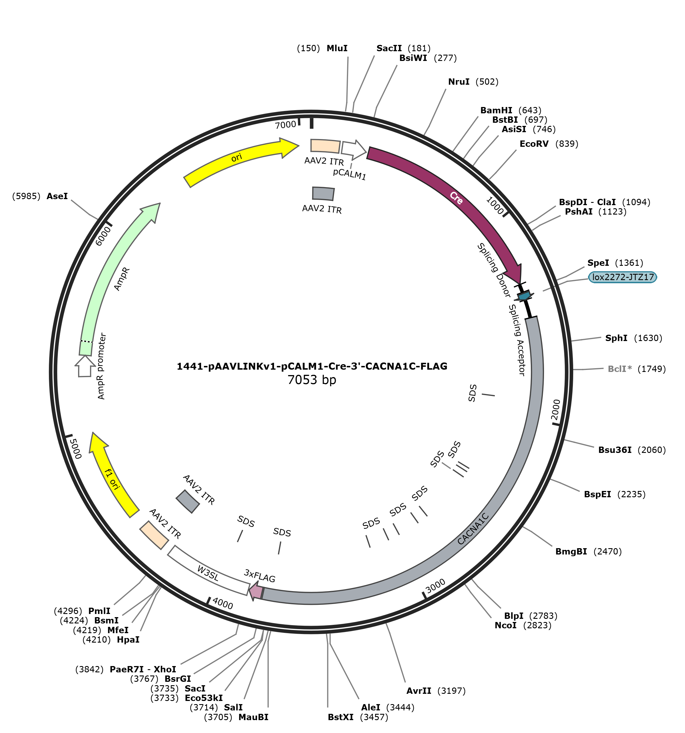 pAAVLINKv1-pCALM1-Cre-3-CACNA1C-FLAG载体图谱