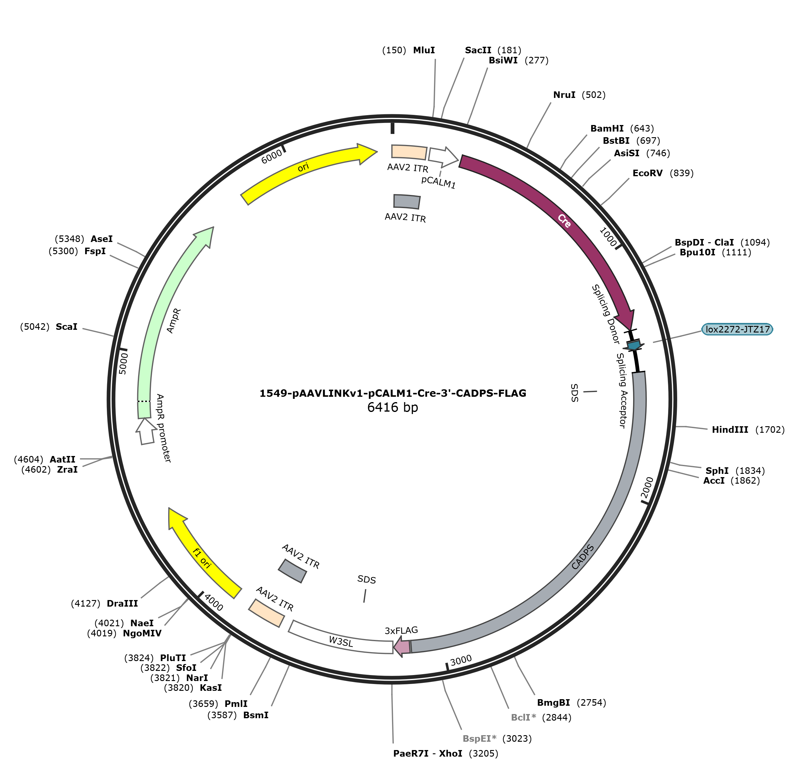 pAAVLINKv1-pCALM1-Cre-3-CADPS-FLAG载体图谱