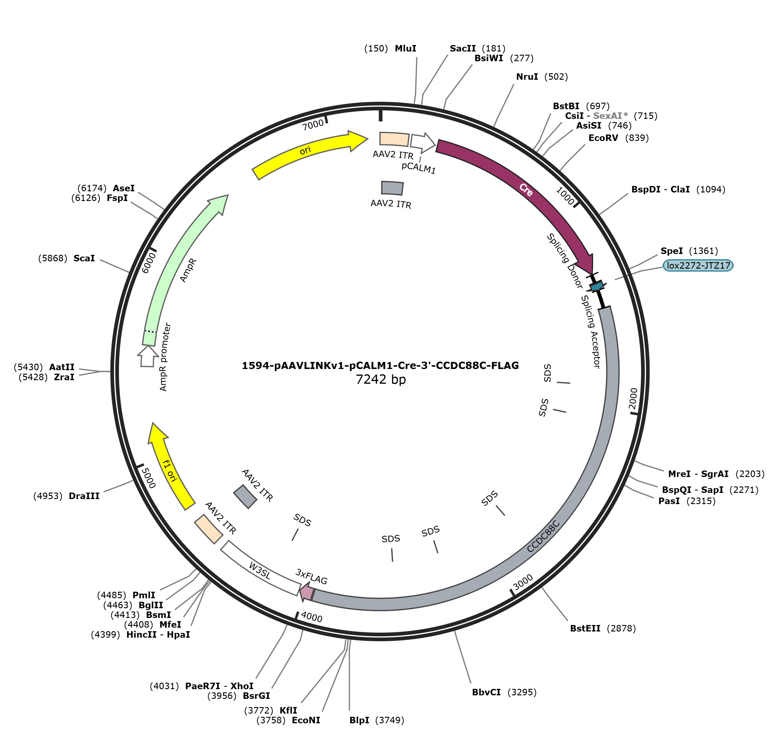 pAAVLINKv1-pCALM1-Cre-3-CCDC88C-FLAG载体图谱